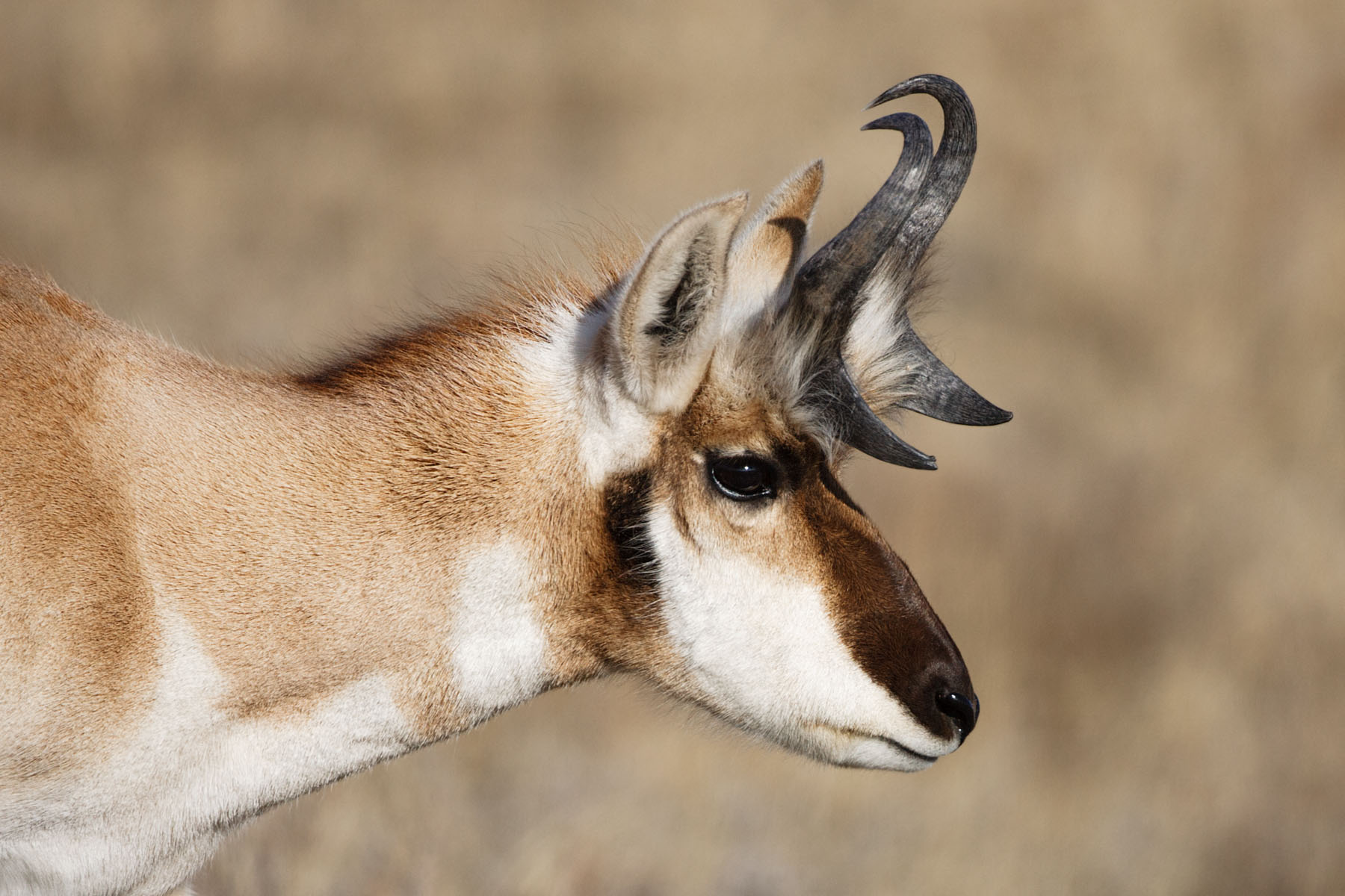 Pronghorn, Custer State Park, South Dakota.  Click for next photo.
