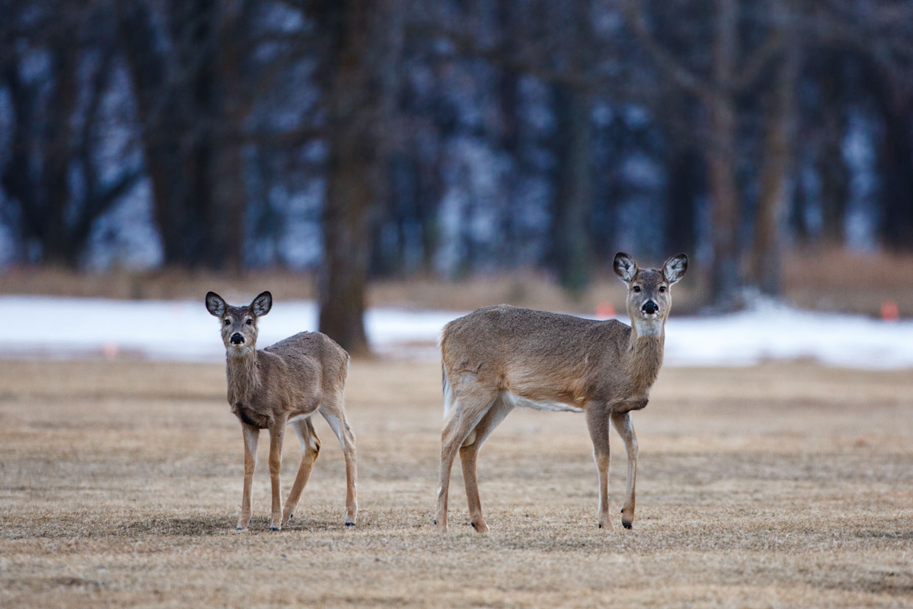 Deer at dusk, Custer State Park, South Dakota.  Click for next photo.