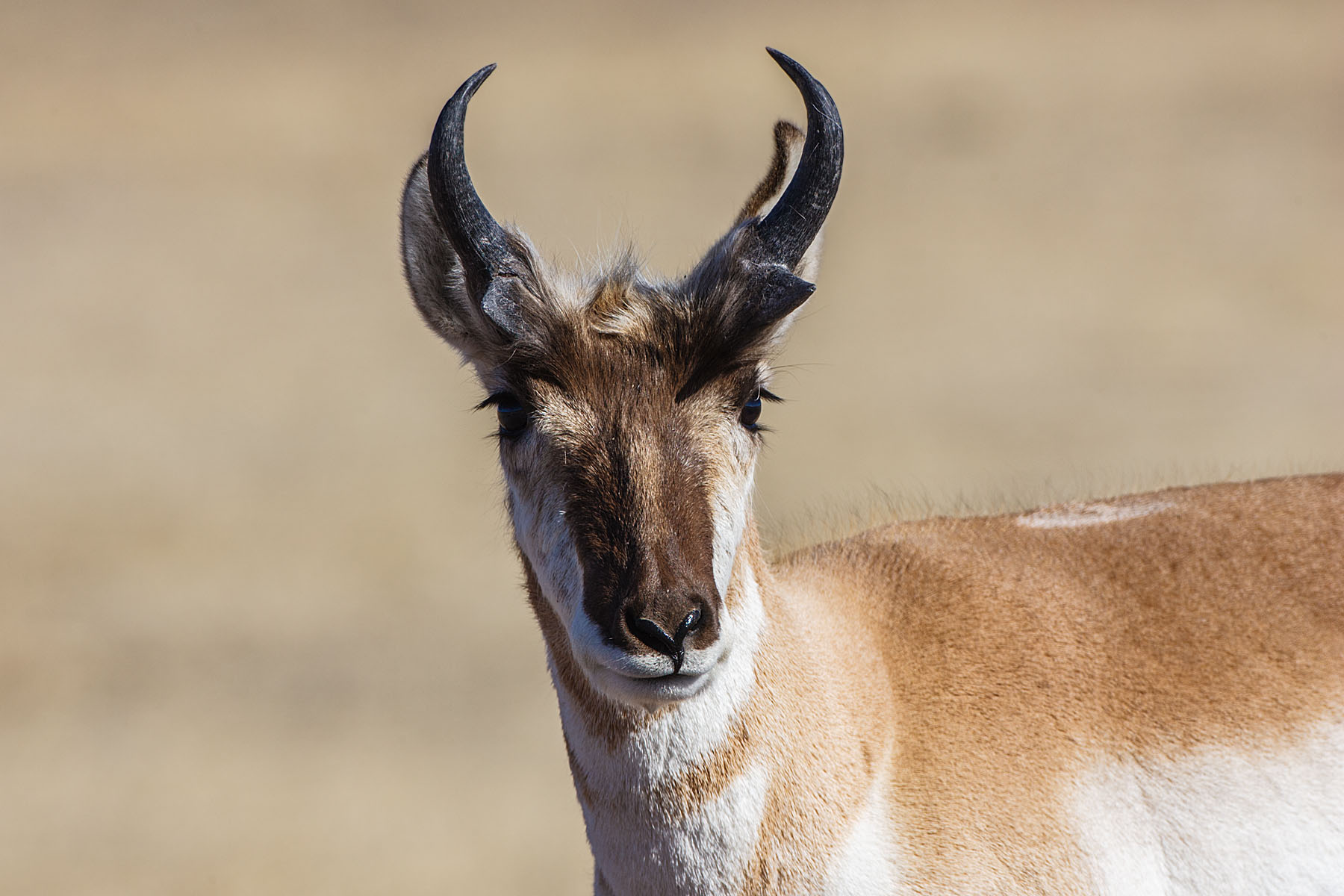 Pronghorn, Custer State Park, South Dakota.  Click for next photo.