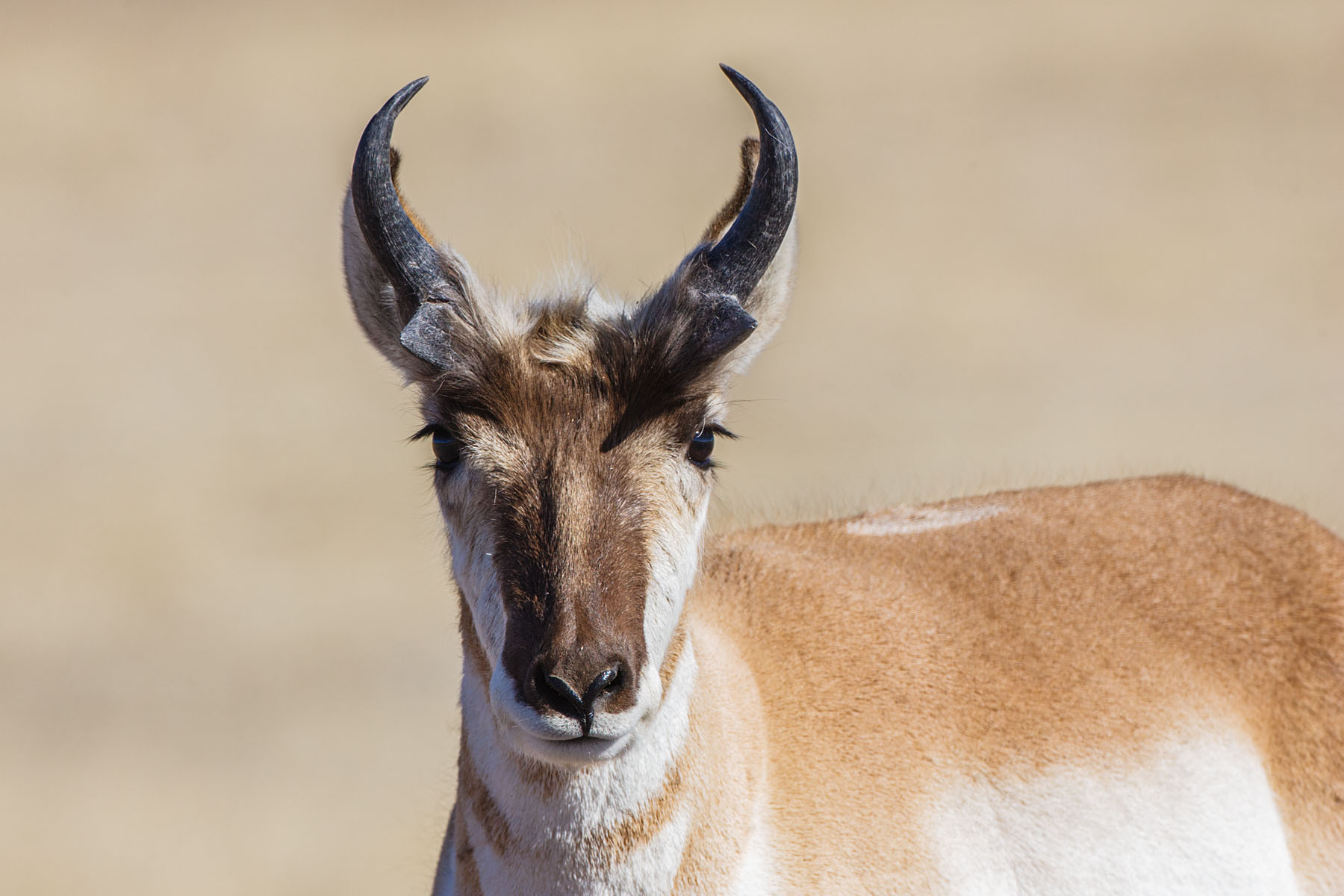 Pronghorn, Custer State Park, South Dakota.  Click for next photo.