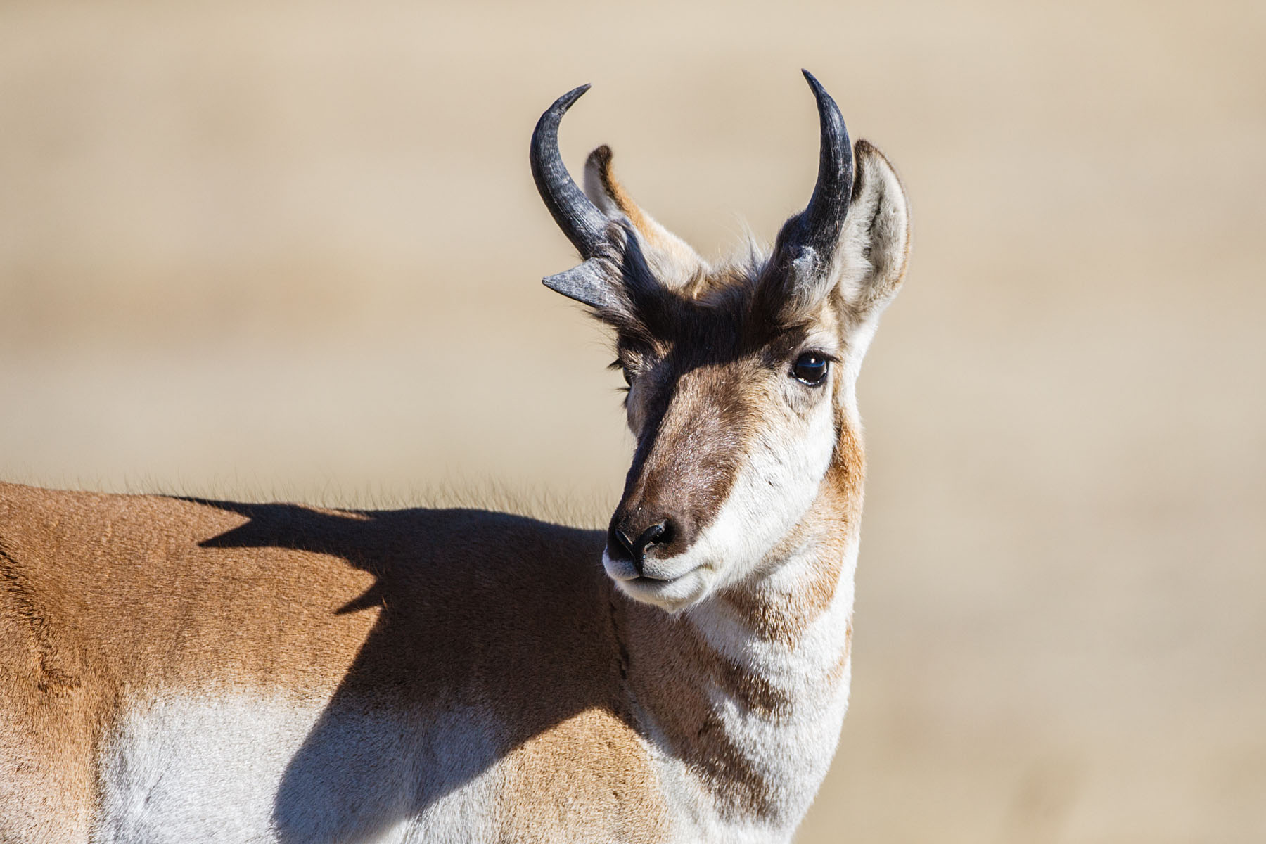 Pronghorn, Custer State Park, South Dakota.  Click for next photo.