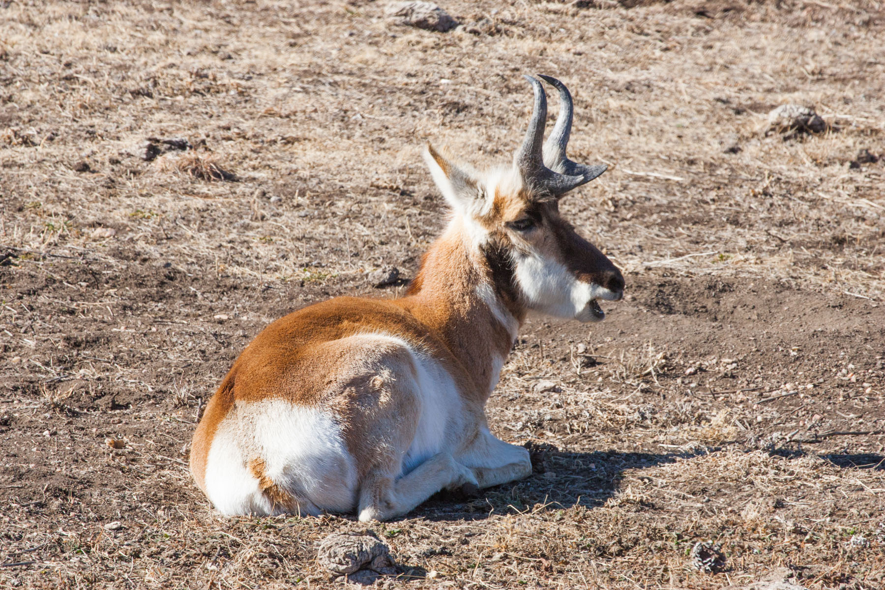 Pronghorn, Custer State Park, South Dakota.  Click for next photo.