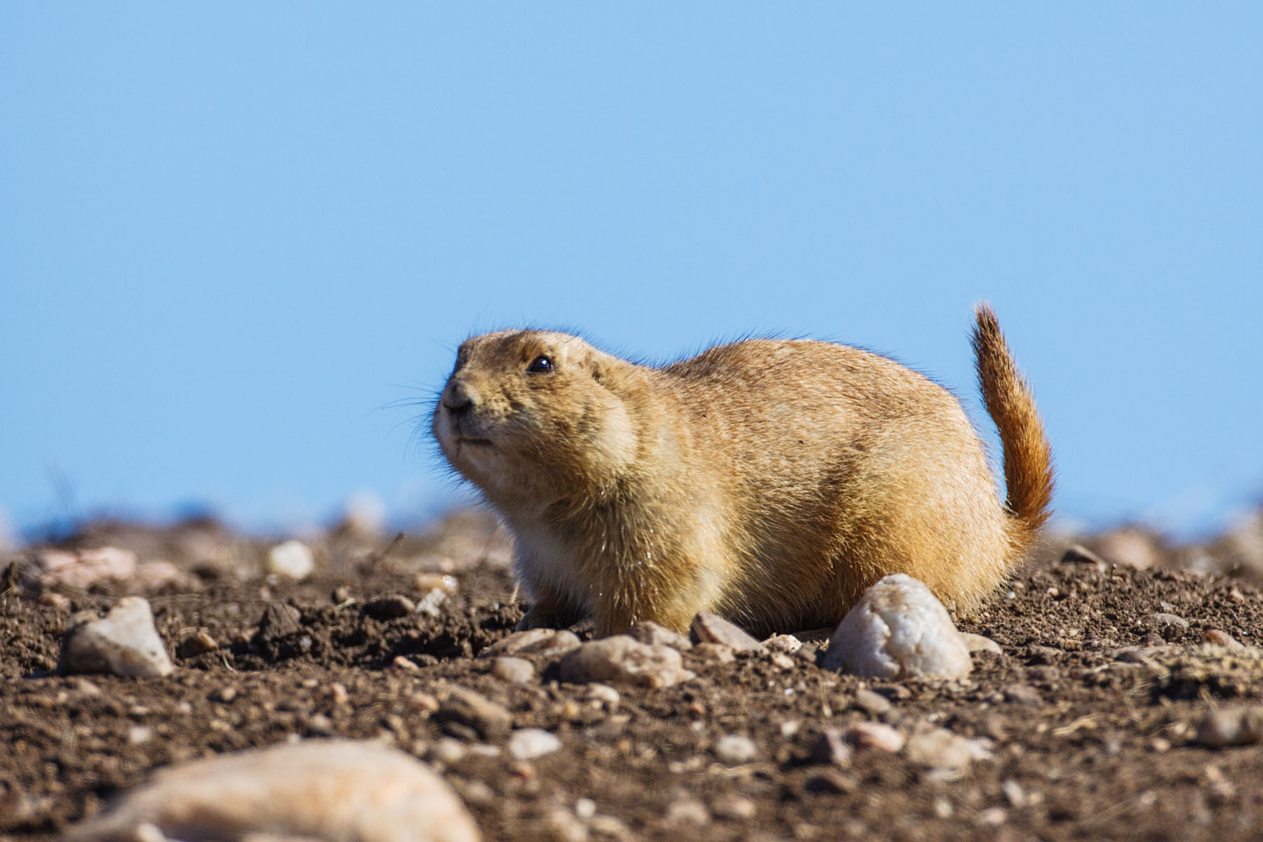 Prairie Dog, Wind Cave National Park, South Dakota.  Click for next photo.