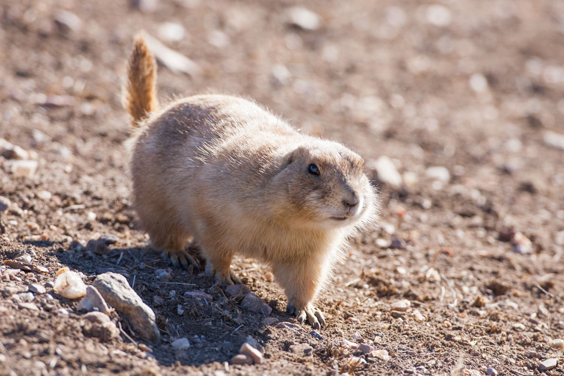 Prairie Dog, Wind Cave National Park, South Dakota.  Click for next photo.