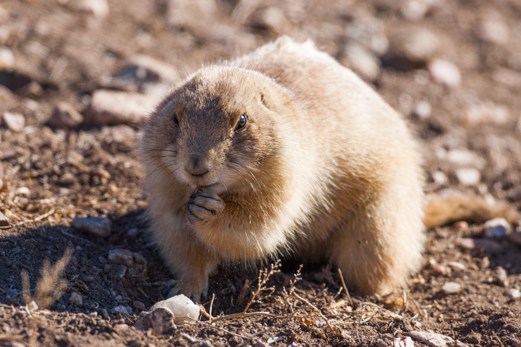 Prairie Dog, Wind Cave National Park, South Dakota.  Click for next photo.