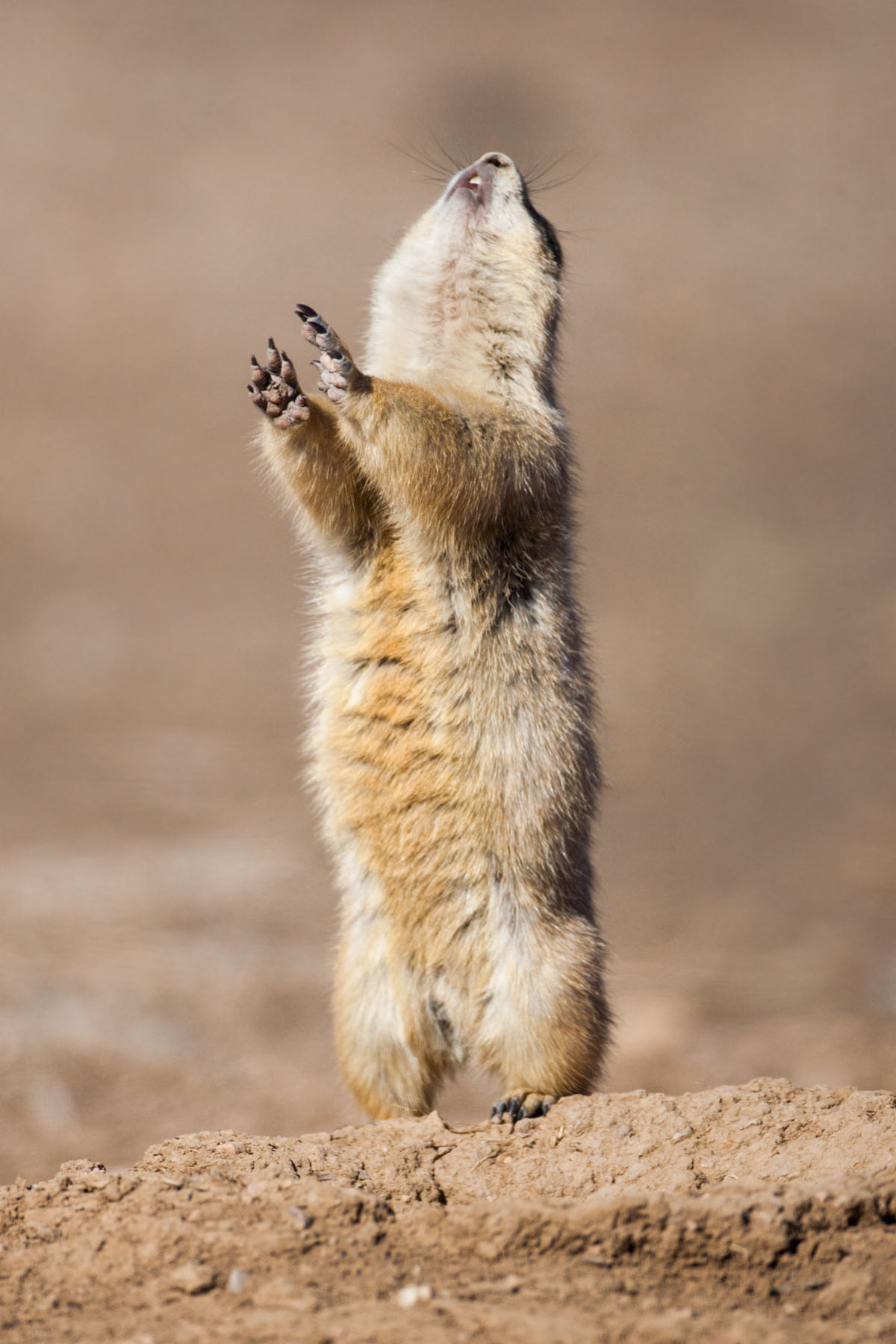 Prairie Dog barking, Wind Cave National Park, South Dakota.  Click for next photo.