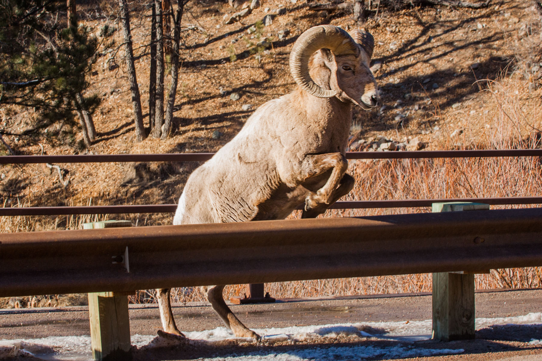 Rocky Mountain Bighorn ram jumping a highway guardrail, Custer State Park.  This was the first time I saw bighorns up close in CSP (or anywhere).  Click for next photo.