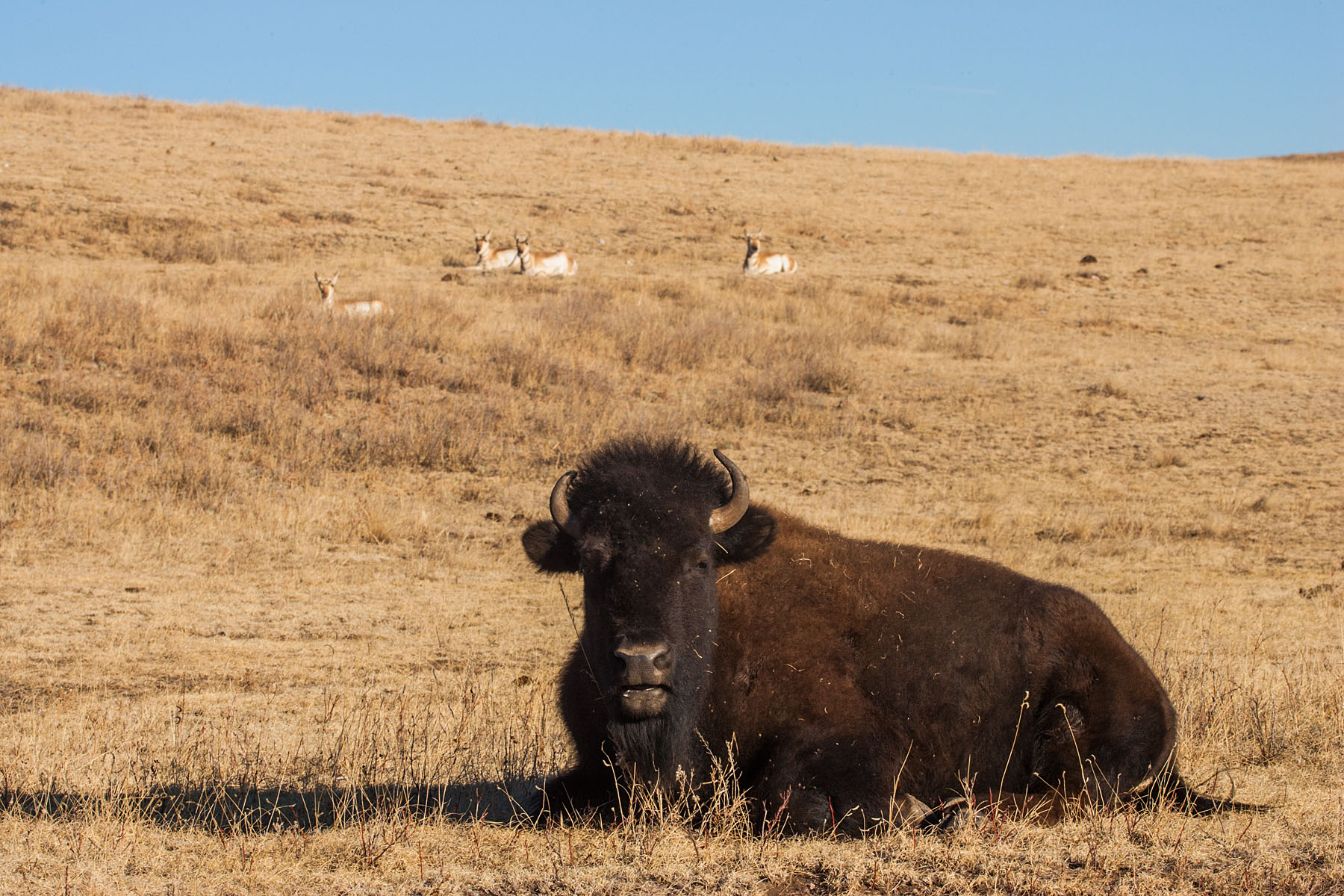 Bison, Custer State Park, South Dakota.  Click for next photo.