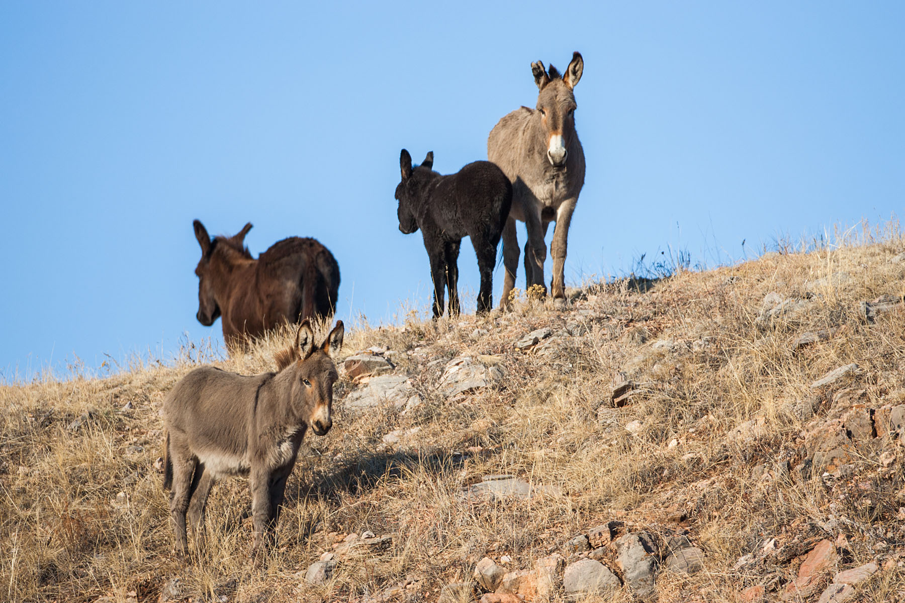 Burros, a non-native invasive species, Custer State Park, South Dakota.  Click for next photo.