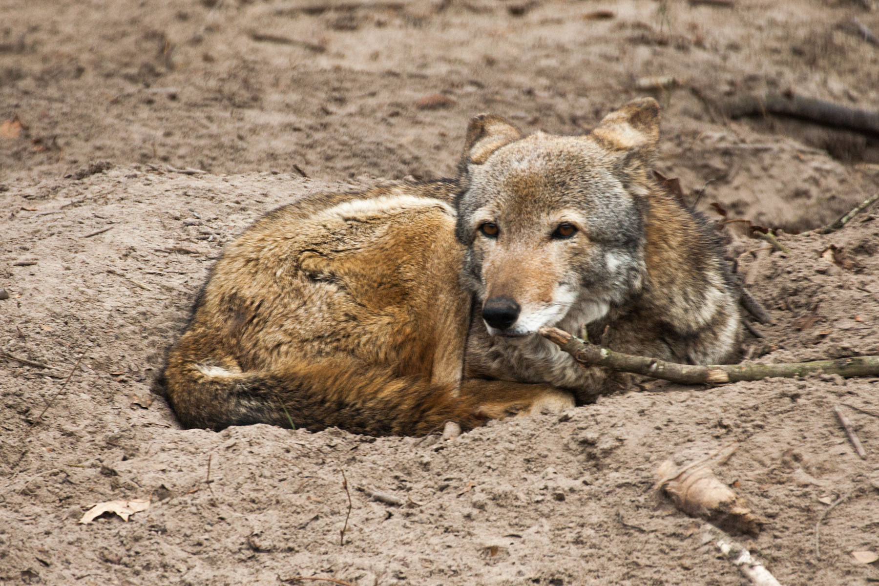 Red Wolf, enclosure at Sewee Visitor Center, South Carolina.  Click for next photo.