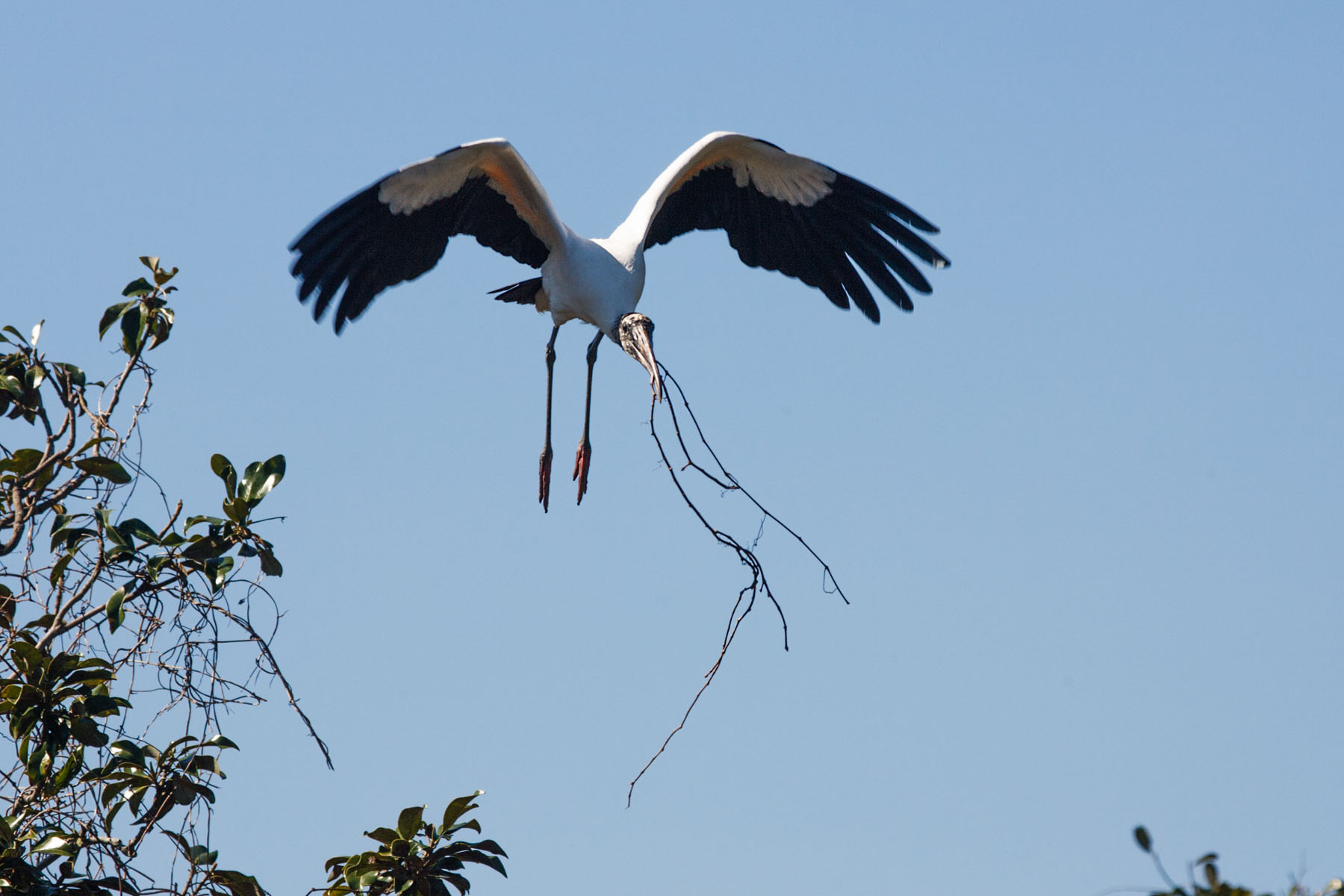 Wood stork with a lot of nesting material St. Augustine, Florida.  Click for next photo.