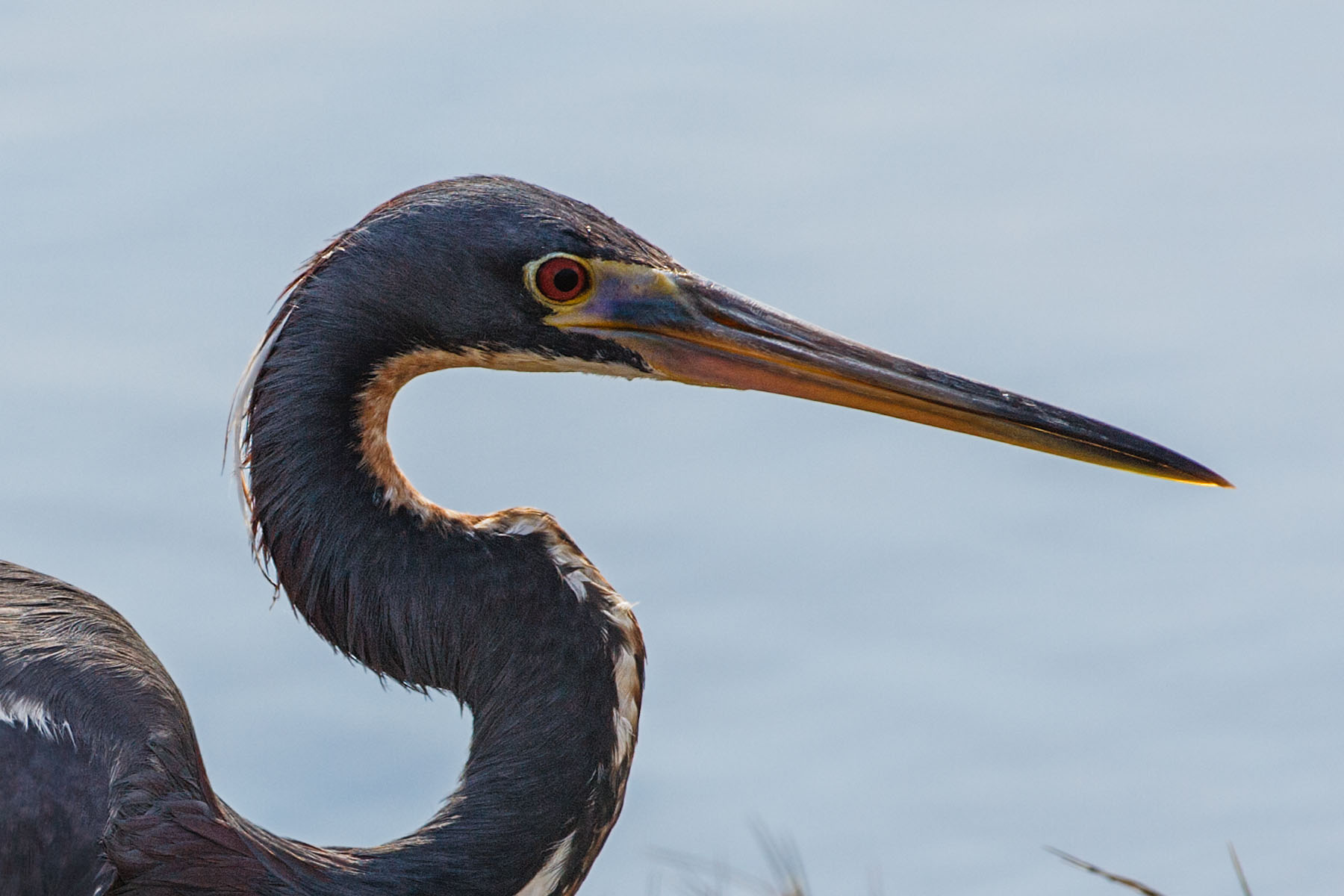 Tri-colored heron, St. Augustine, Florida.  Click for next photo.