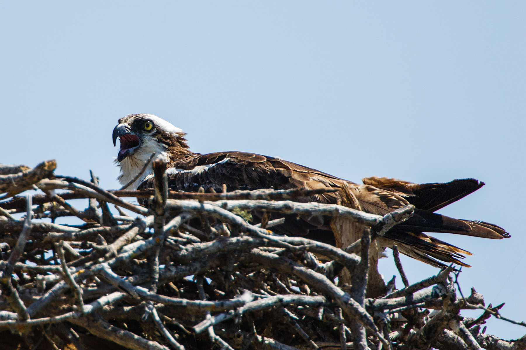 Osprey, "Ding" Darling NWR, Sanibel Island, Florida.
  Click for next photo.