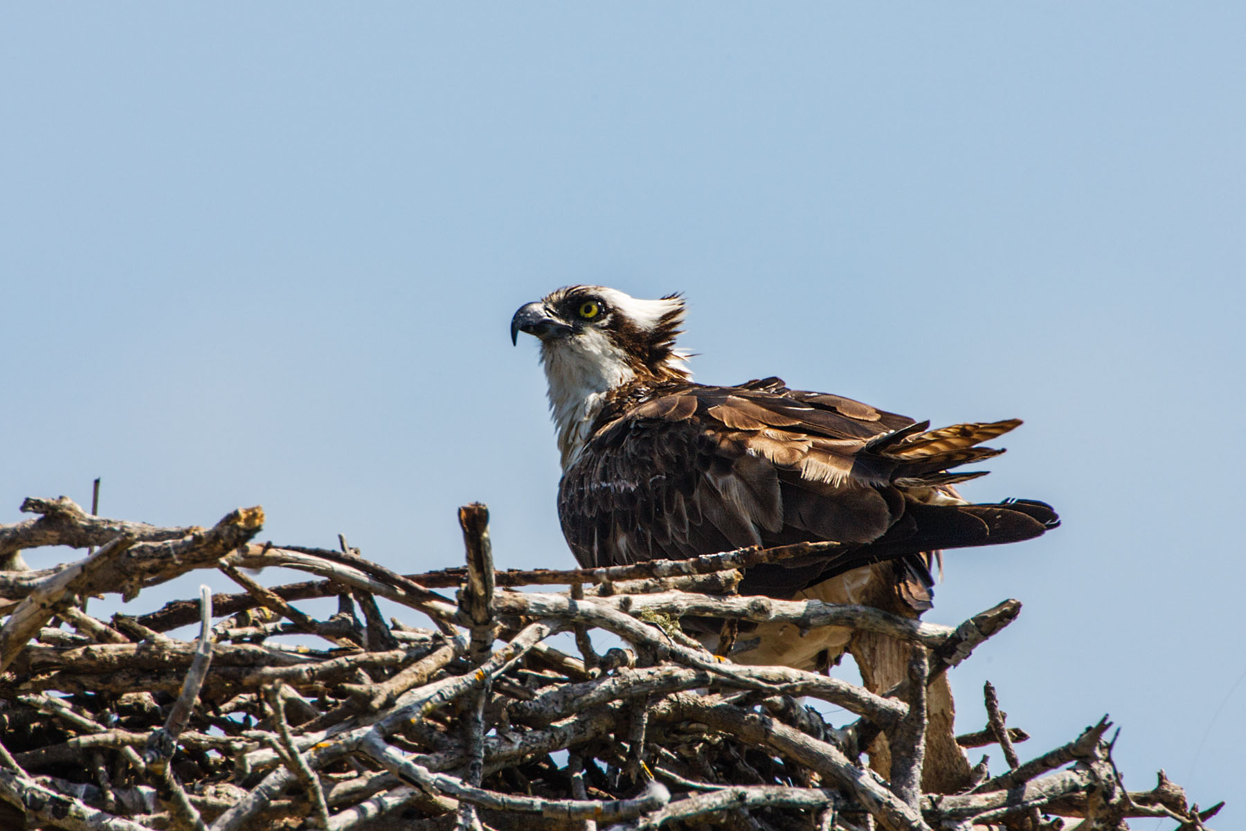 Osprey, "Ding" Darling NWR, Sanibel Island, Florida.
  Click for next photo.