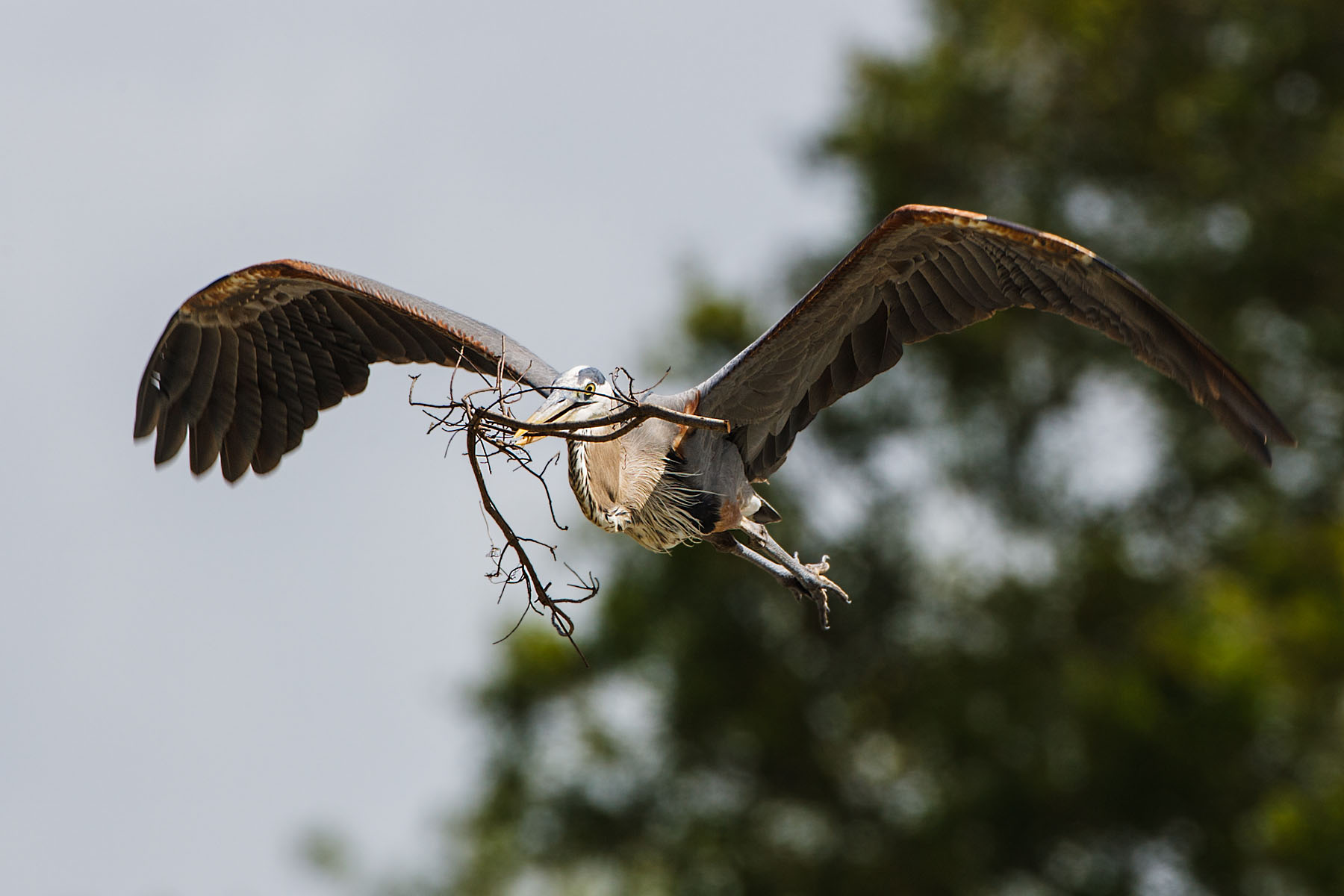 Blue Heron building a nest, Venice, Florida.  Click for next photo.