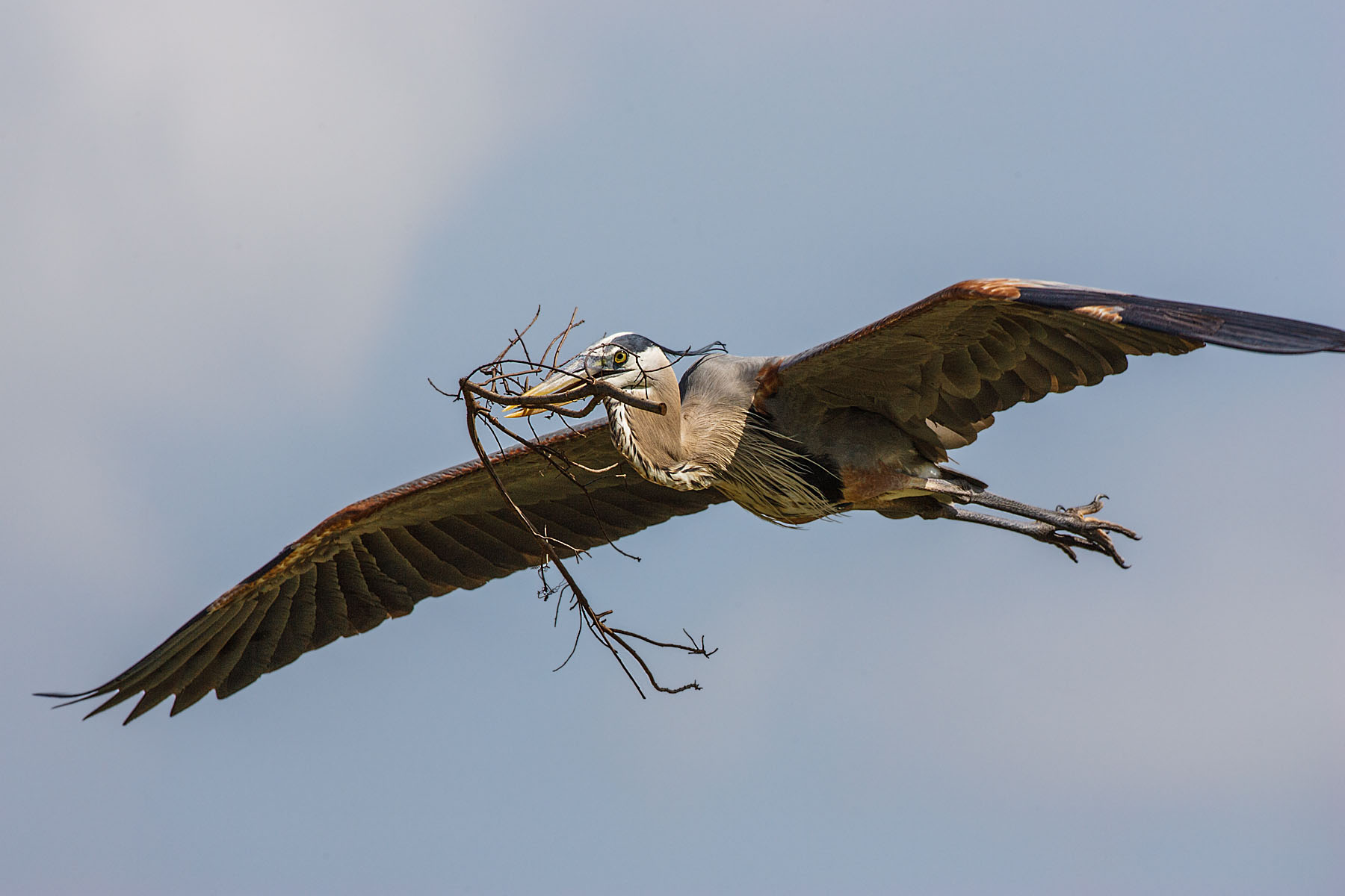 Blue Heron building a nest, Venice, Florida.  Click for next photo.