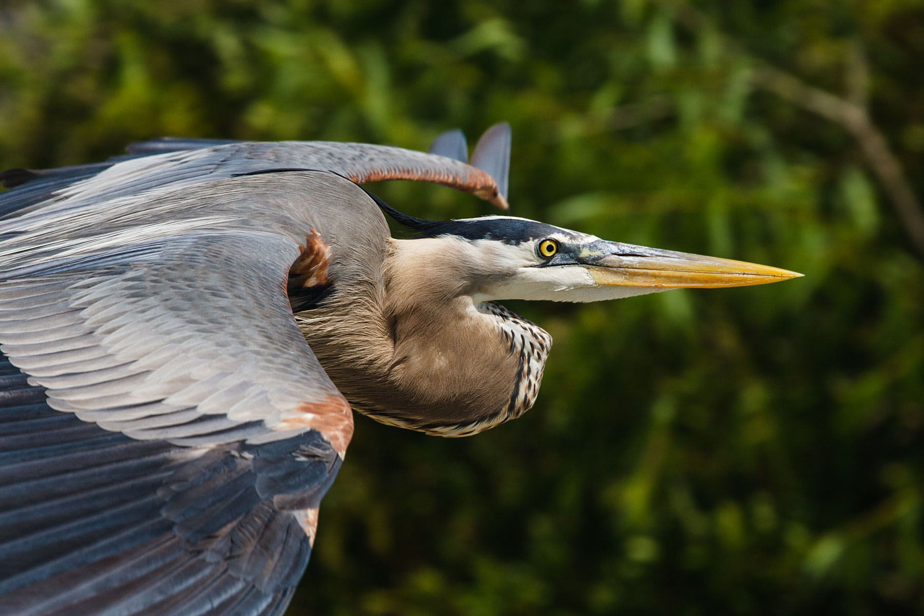 Blue Heron, Venice, Florida.  Click for next photo.