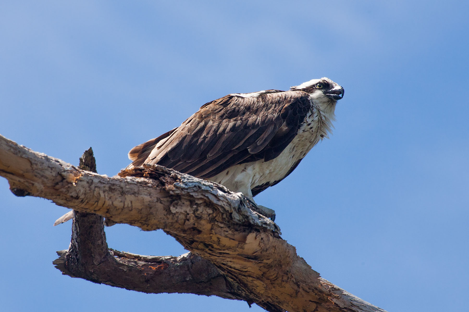 Osprey, Honeymoon Island State Park, Florida.  Click for next photo.