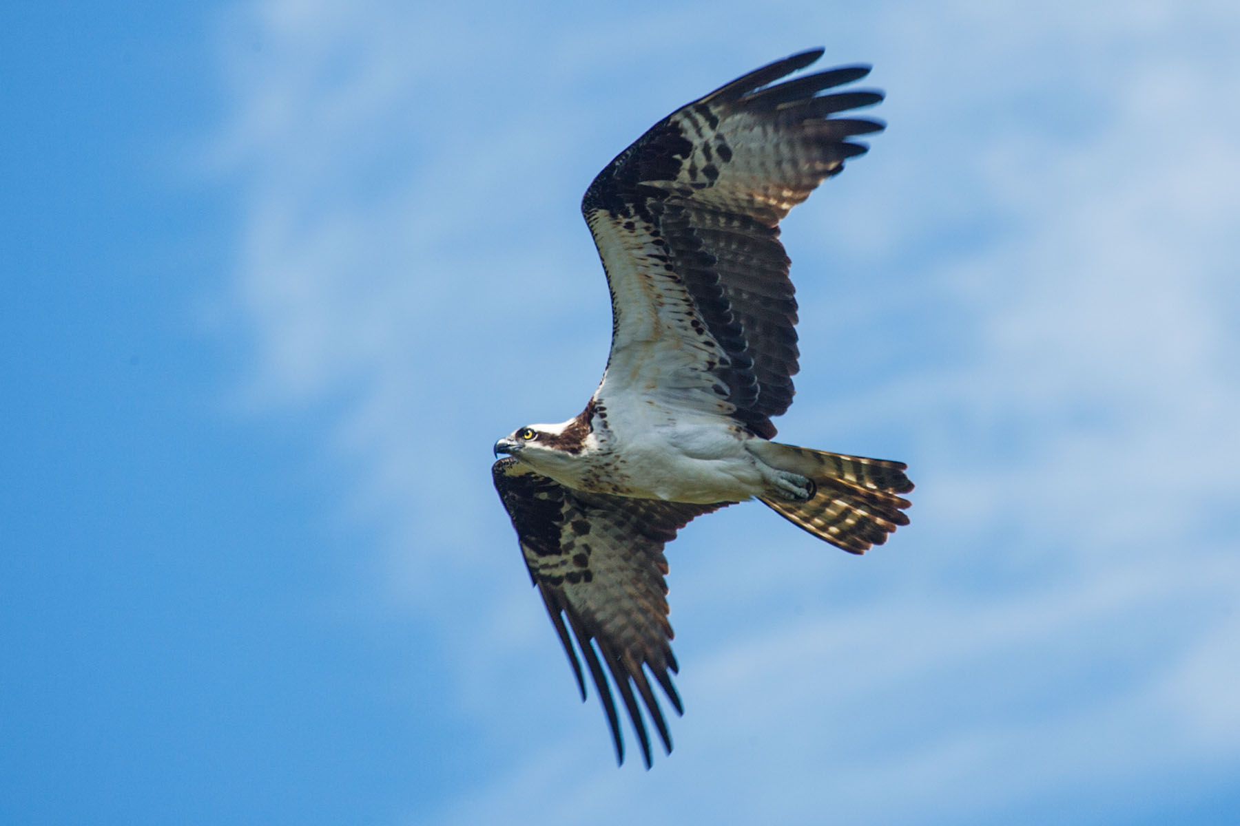 Osprey, Honeymoon Island State Park, Florida.
  Click for next photo.