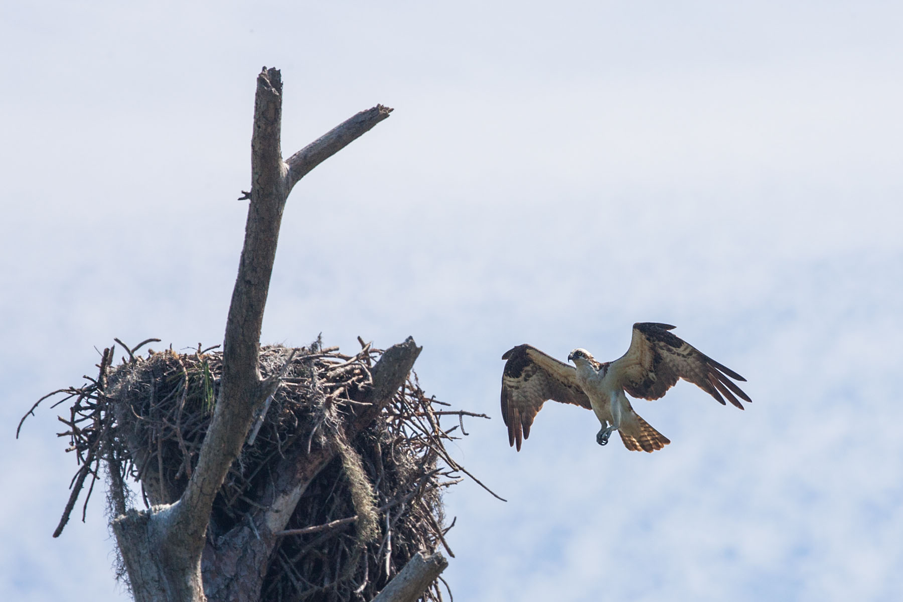 Osprey coming in for a landing, Honeymoon Island State Park, Florida.  Click for next photo.