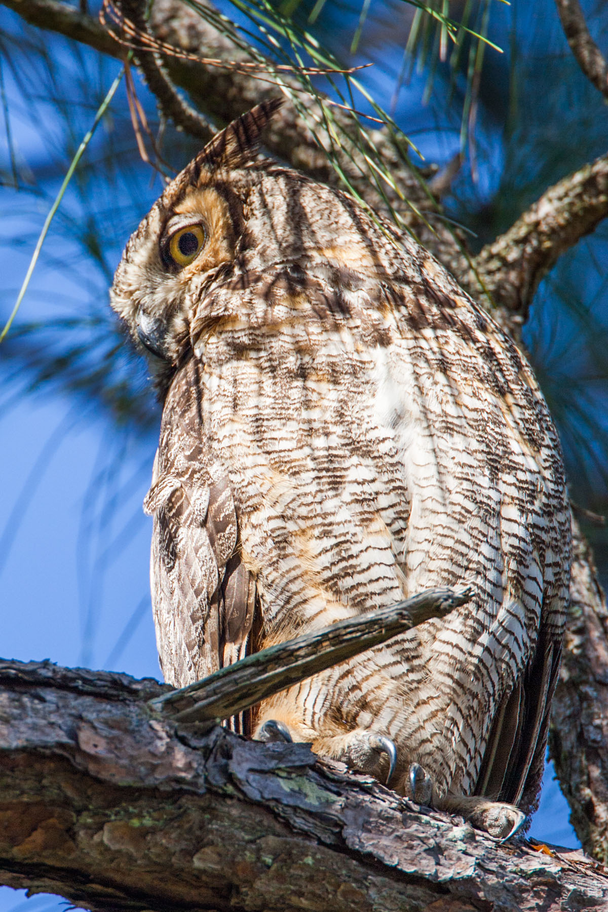Great Horned Owl, Honeymoon Island State Park, Florida.  Click for next photo.