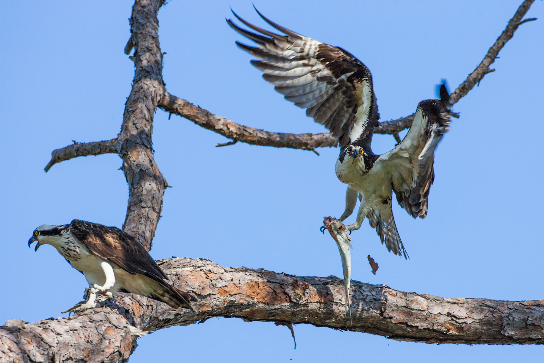 Osprey takes fish elsewhere, first in sequence, Honeymoon Island State Park, Florida.  Click for next photo.