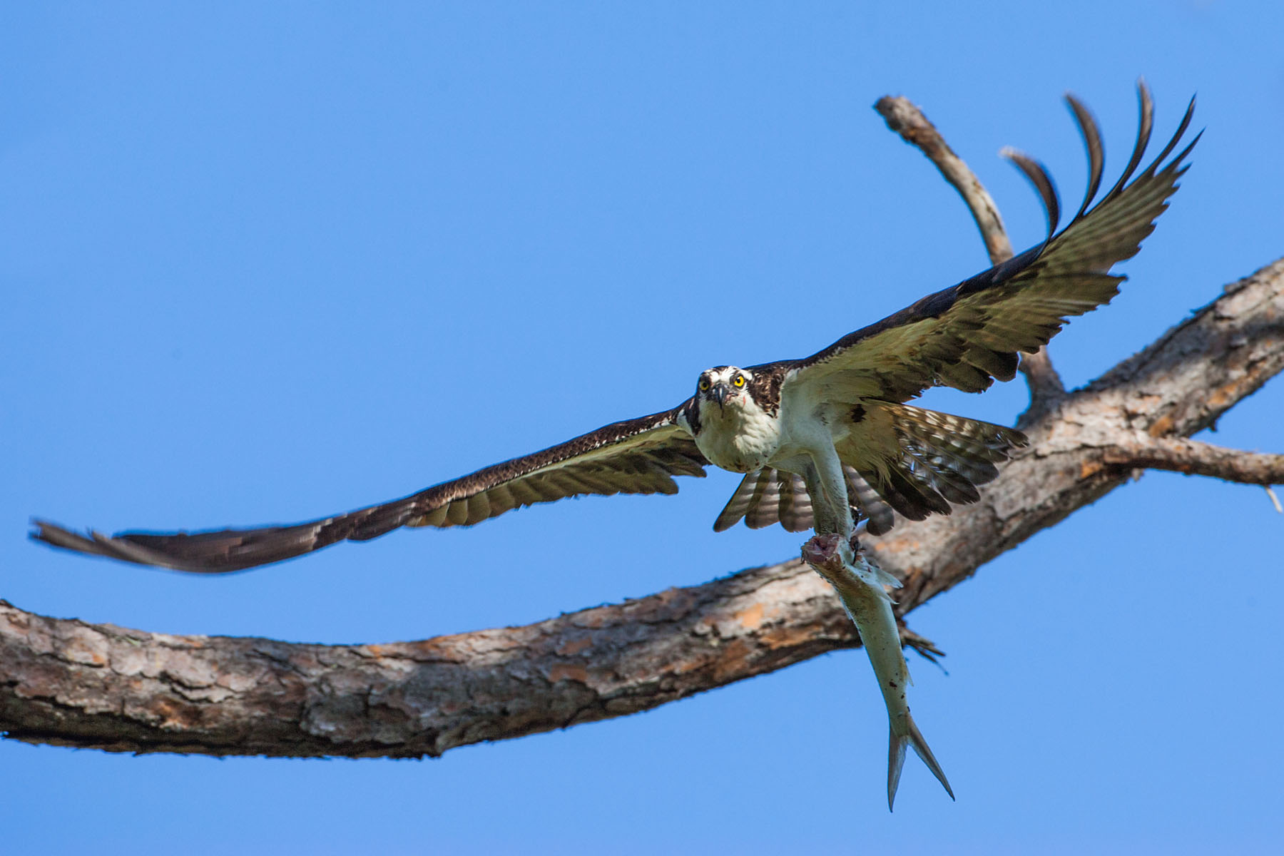 Osprey takes fish elsewhere, second in sequence, Honeymoon Island State Park, Florida.  Click for next photo.