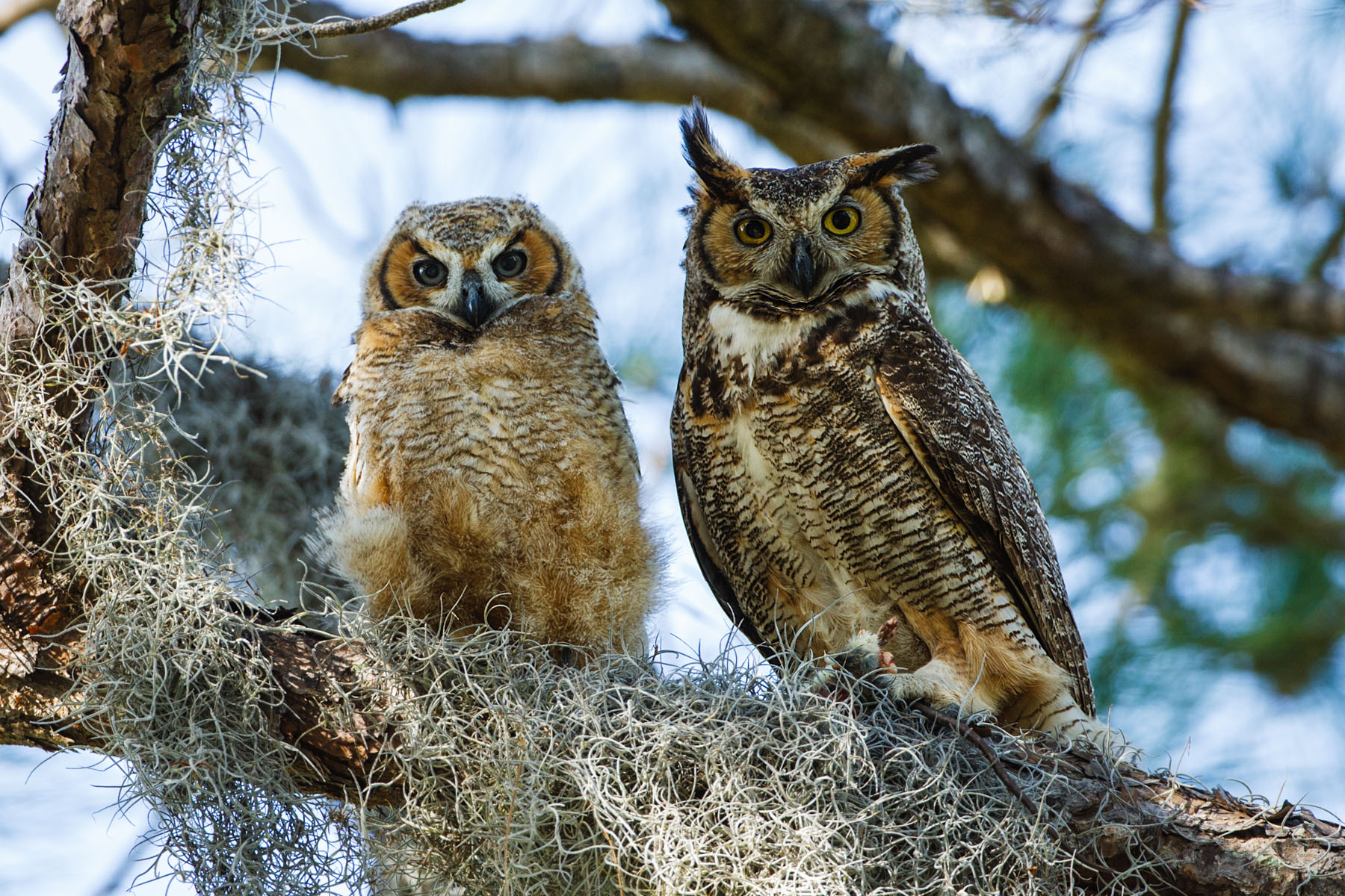 Great Horned Owl fledgling and mother, Honeymoon Island State Park, Florida.  This image available for licensing.  Click for next photo.
