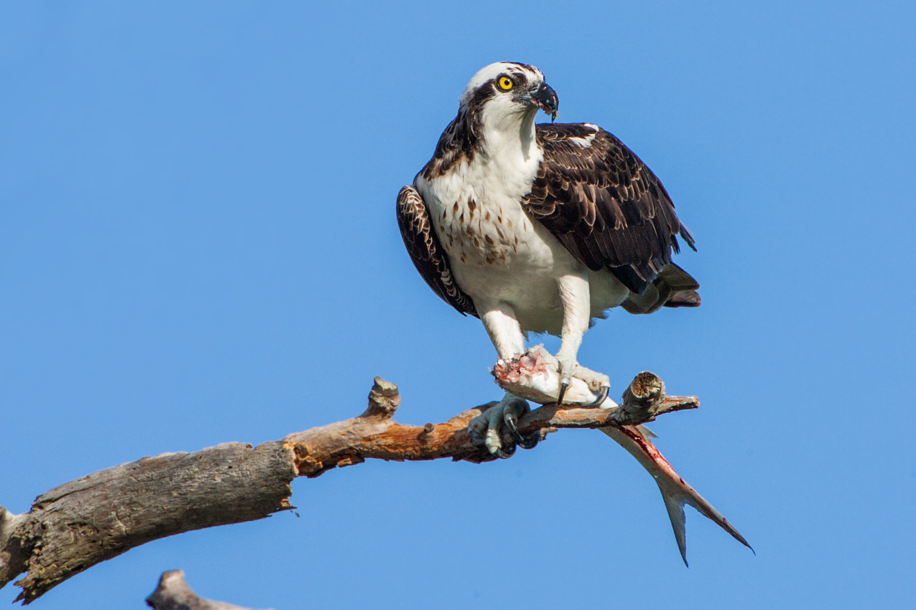 Osprey having chow, Honeymoon Island State Park, Florida.  Click for next photo.