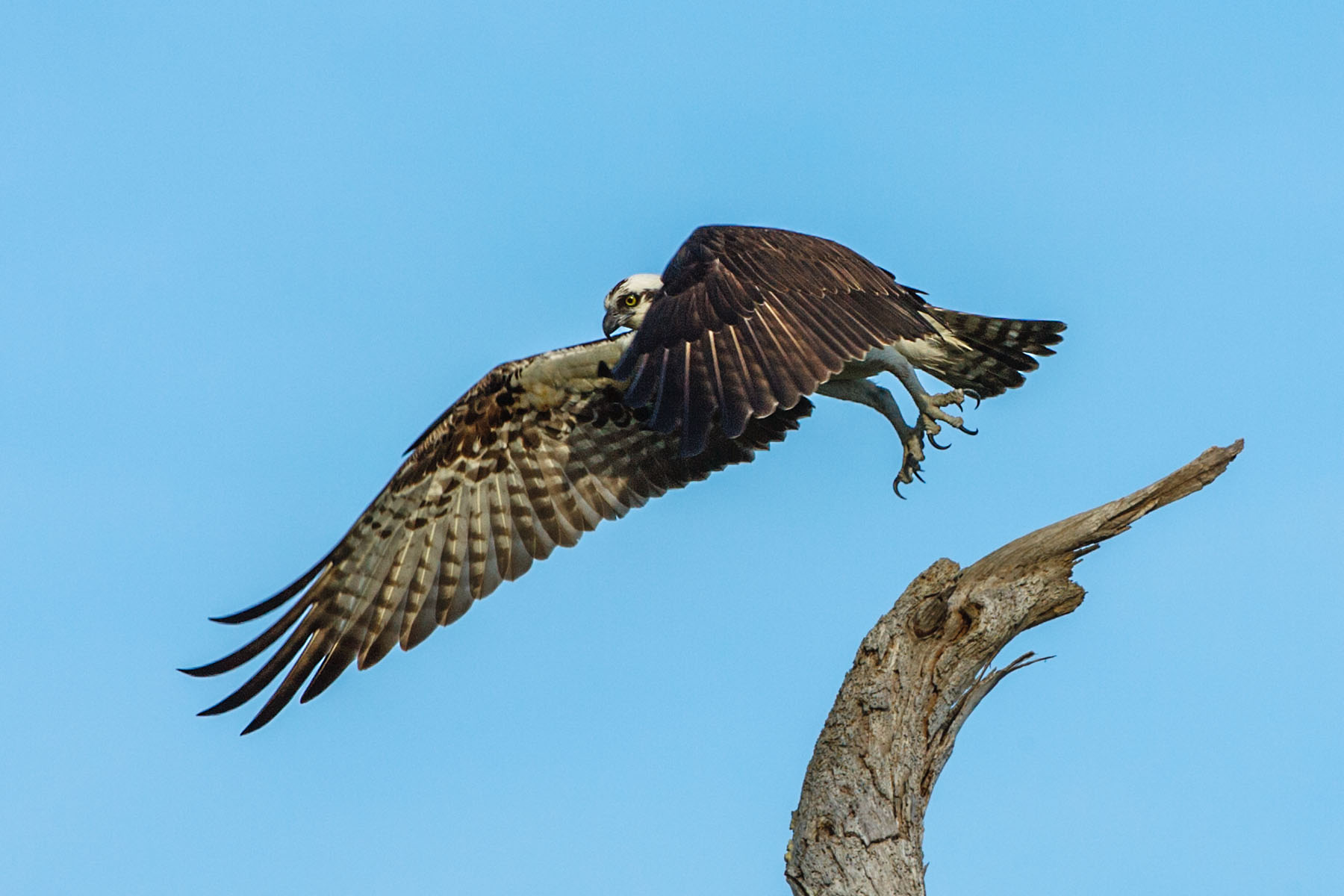 Osprey, Honeymoon Island State Park, Florida.  Click for next photo.