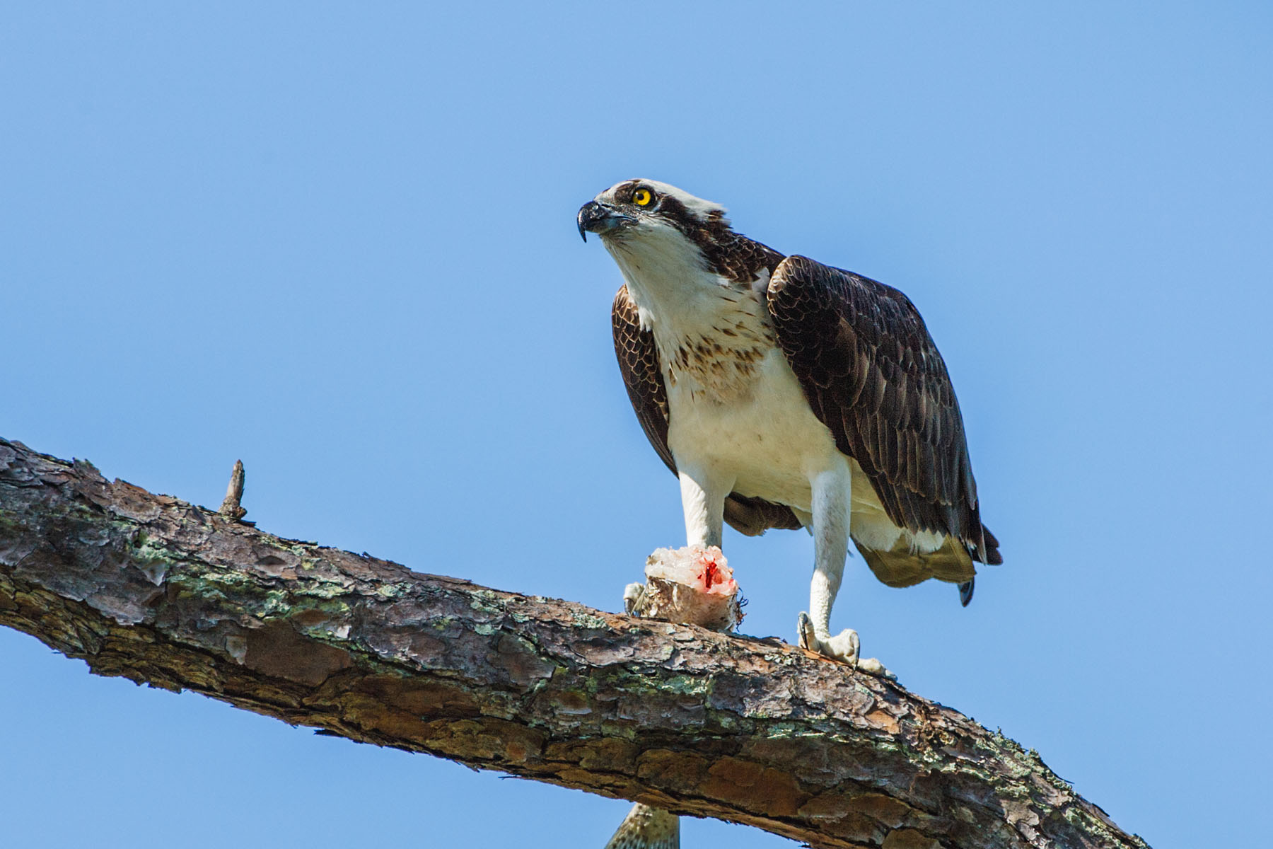 Osprey, Honeymoon Island State Park, Florida.  Click for next photo.