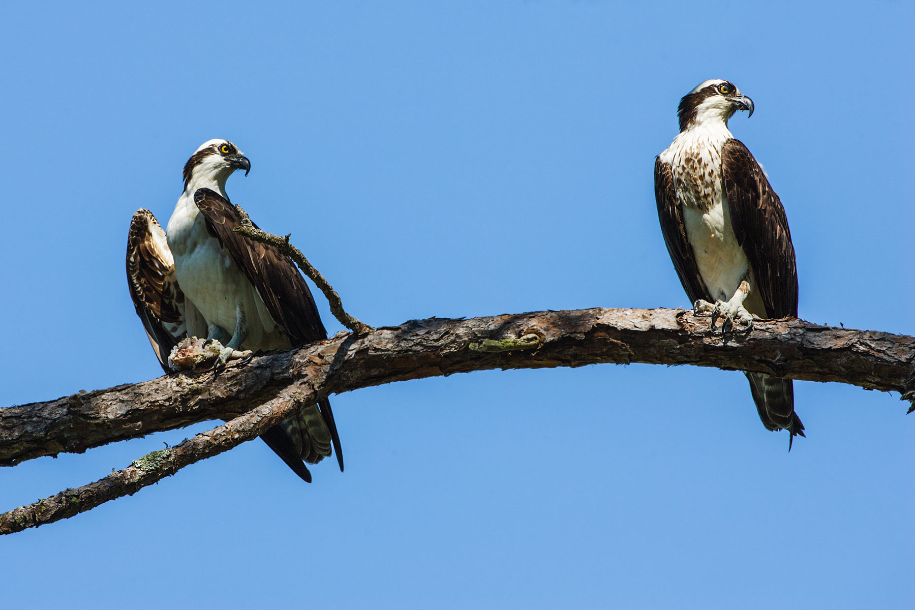 Osprey, Honeymoon Island State Park, Florida.  Click for next photo.