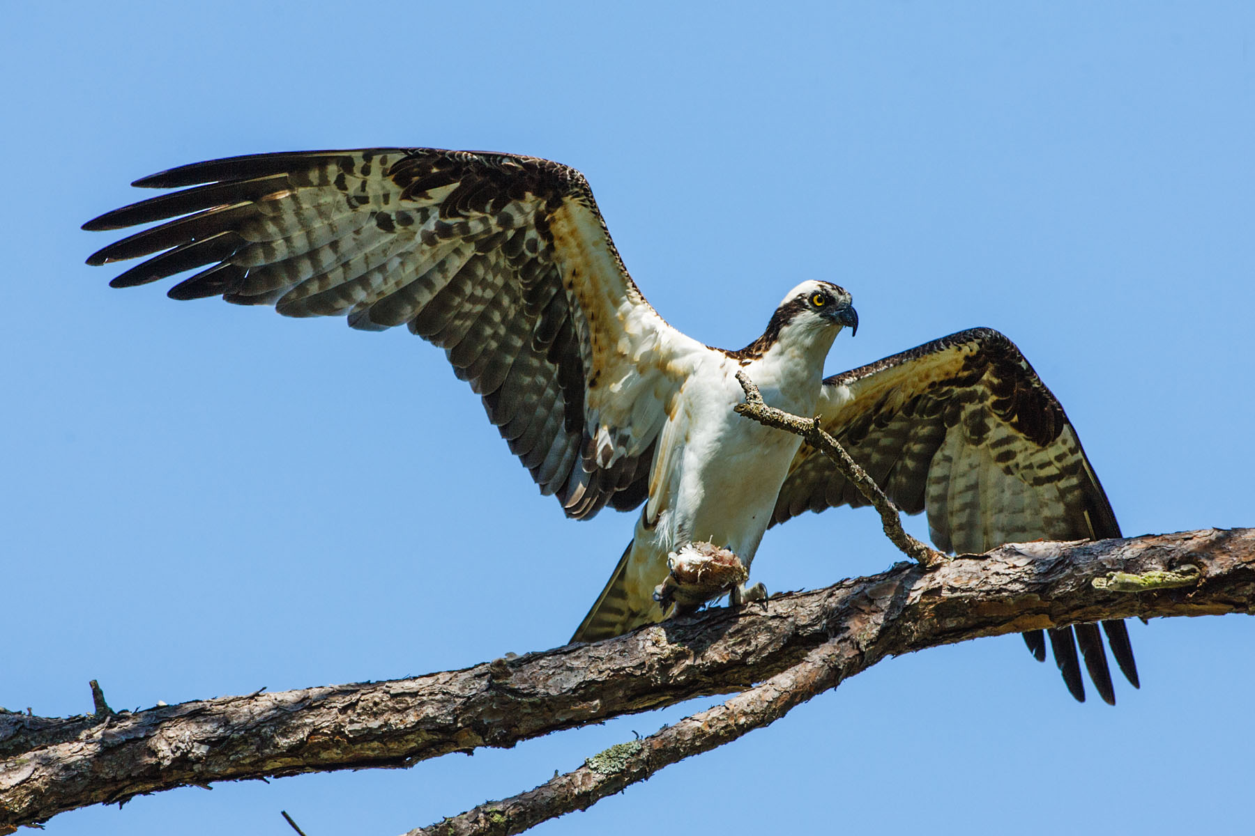 Osprey, Honeymoon Island State Park, Florida.  Click for next photo.