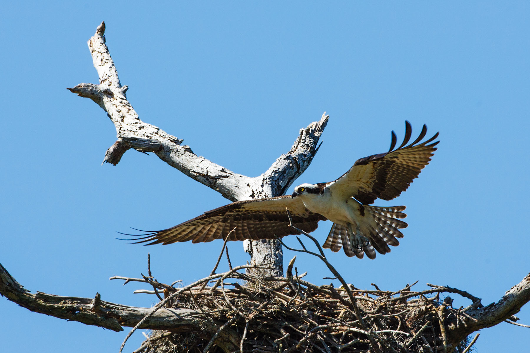 Osprey, Honeymoon Island State Park, Florida.  Click for next photo.