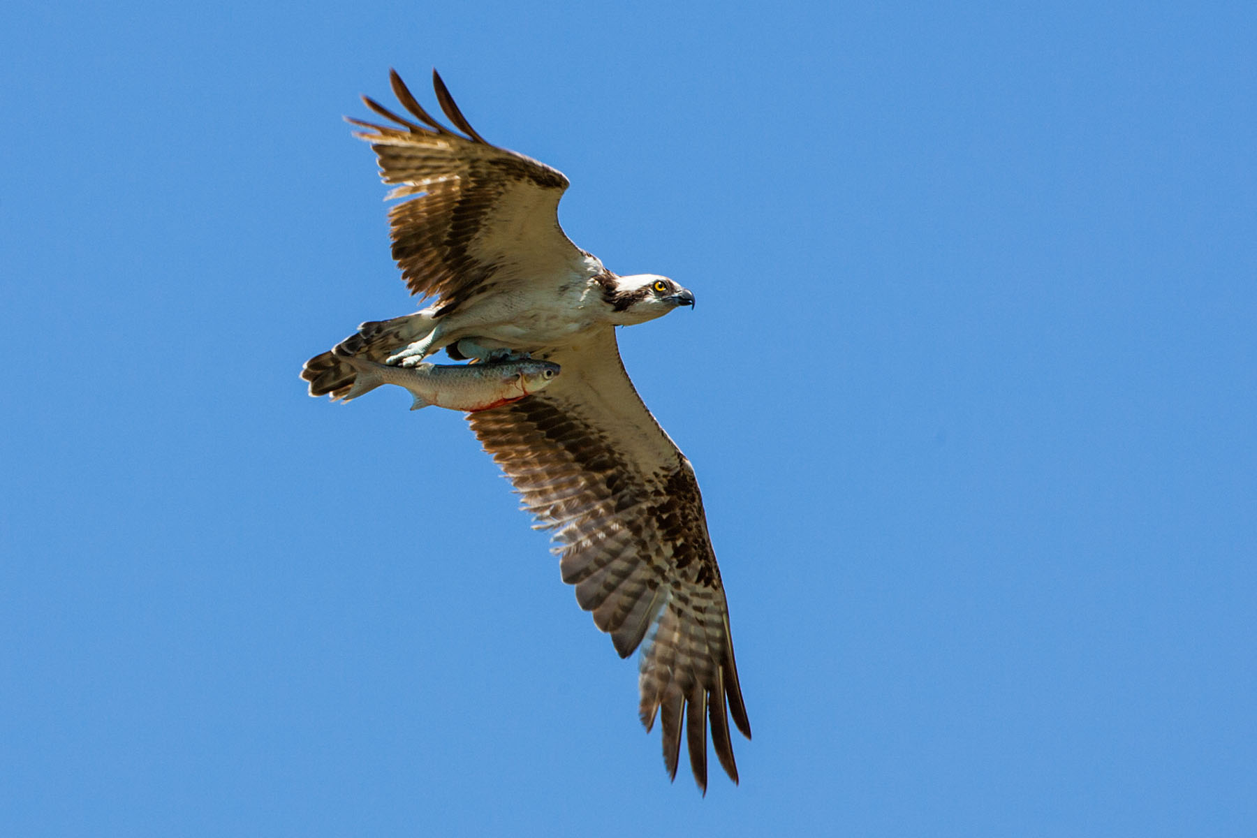 Osprey points the fish’s head into the wind, Honeymoon Island State Park, Florida.  Click for next photo.