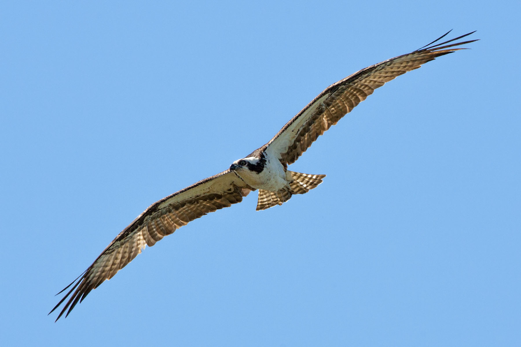 Osprey, Honeymoon Island State Park, Florida.  Click for next photo.