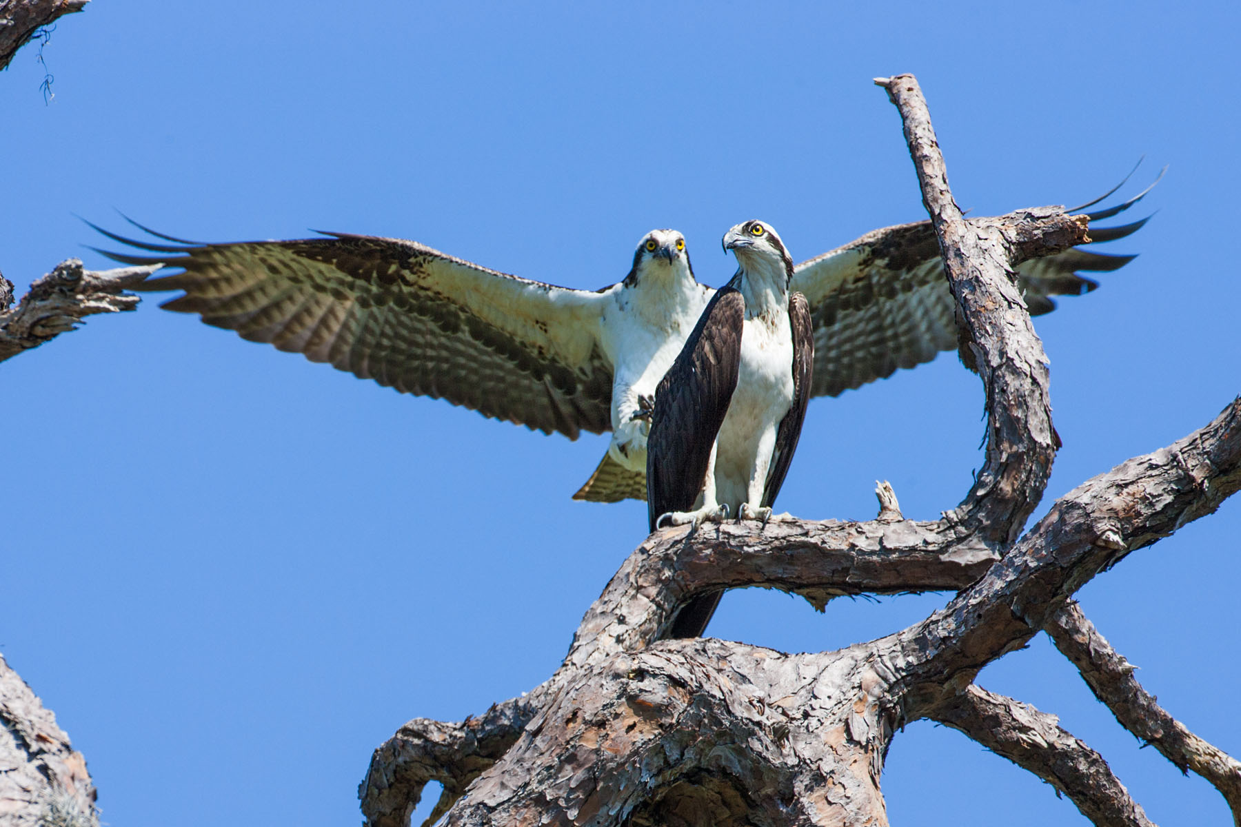 Here comes another osprey (second of seven), Honeymoon Island State Park, Florida.  Click for next photo.