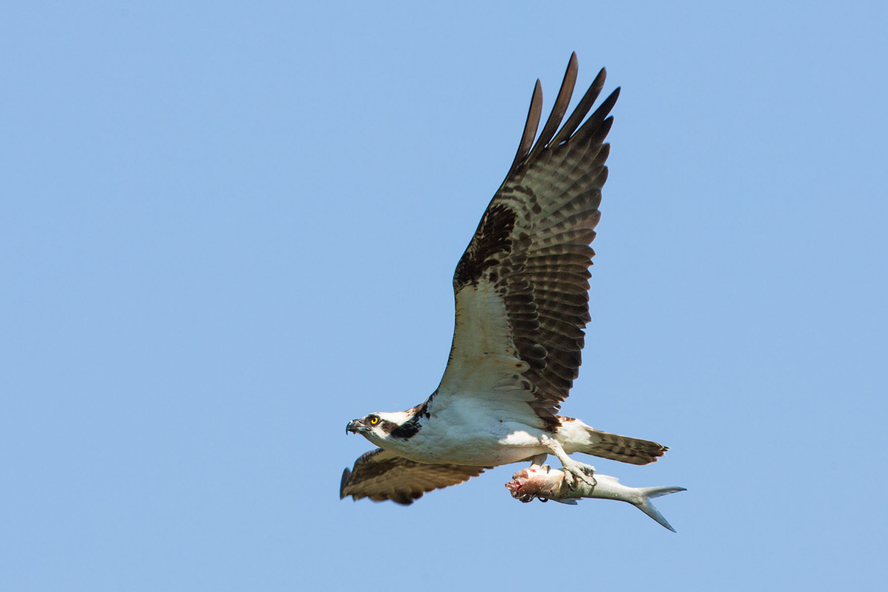 After you chew the head off the fish, its time to take it back to the nest.  Honeymoon Island State Park, Florida.  Click for next photo.