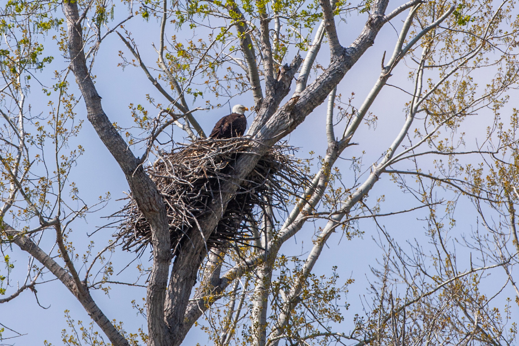 Eagles nest, Squaw Creek NWR, Missouri.  Click for next photo.