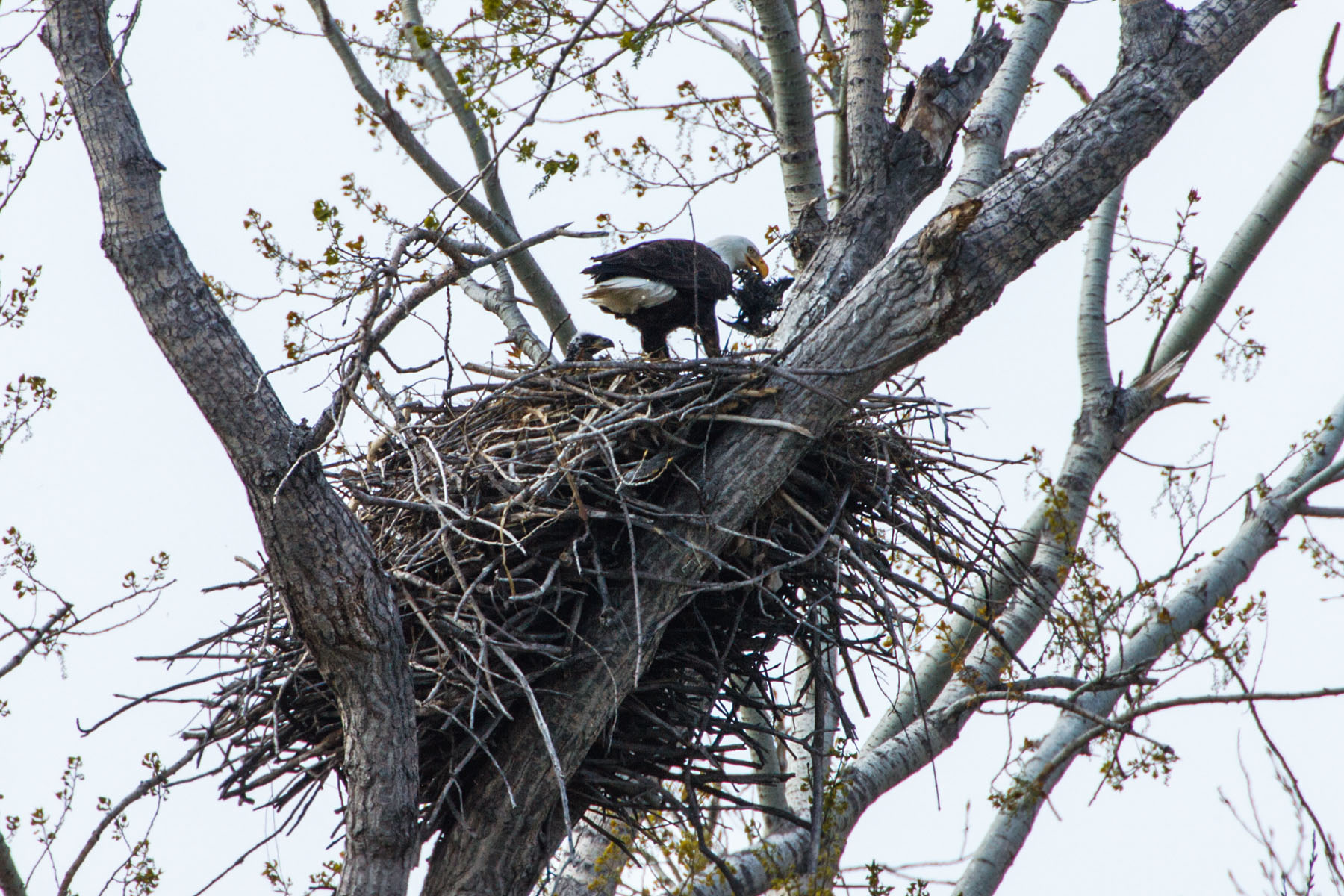 Eagles nest, Squaw Creek NWR, Missouri.  Click for next photo.