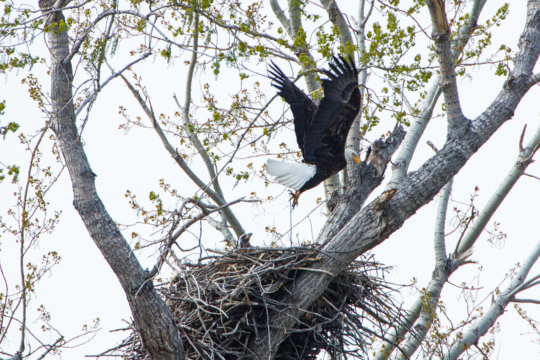 Eagles nest, Squaw Creek NWR, Missouri.  Click for next photo.