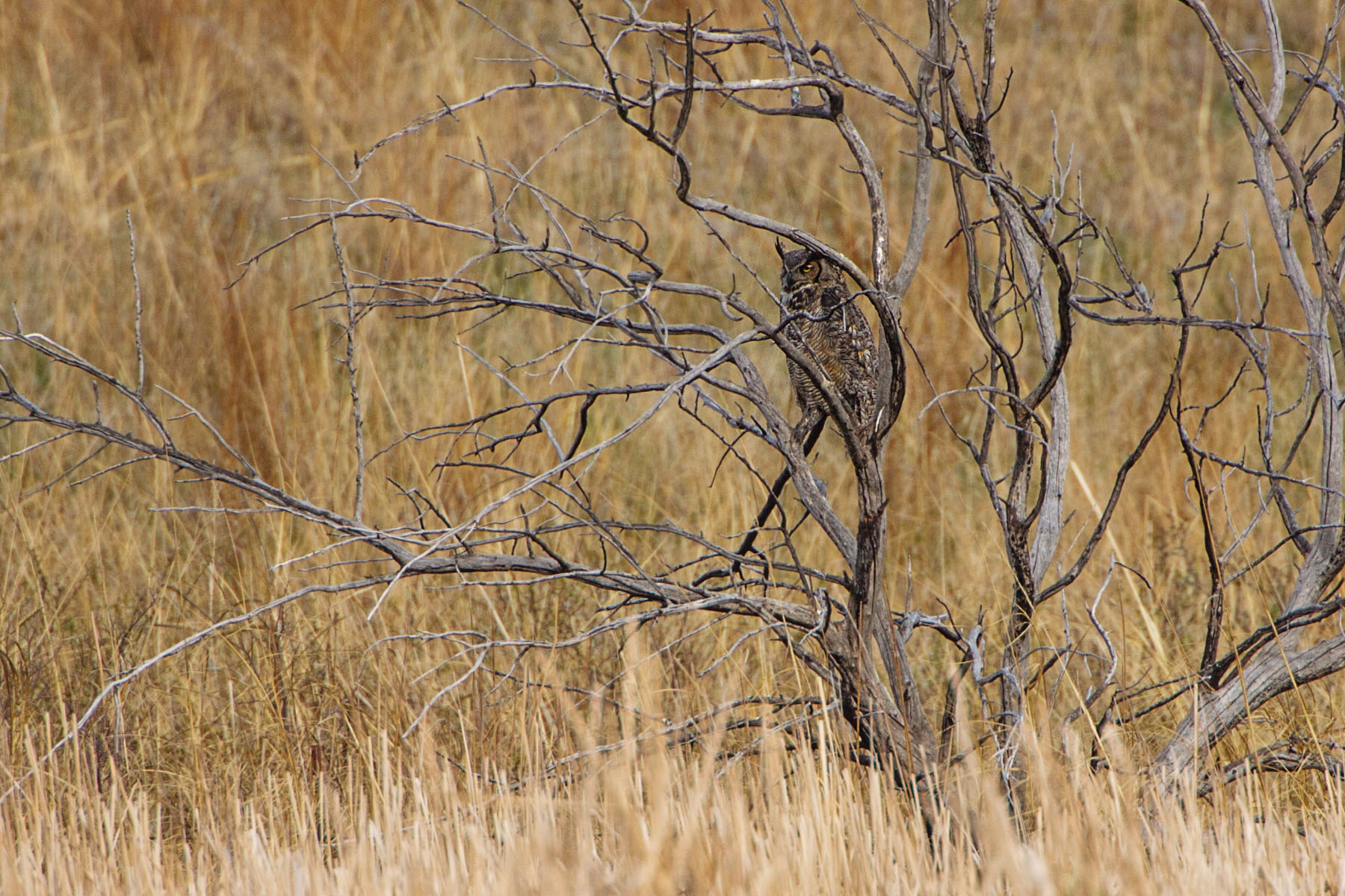 Great Horned Owl roosting, Quivira NWR, Kansas.  Click for next photo.