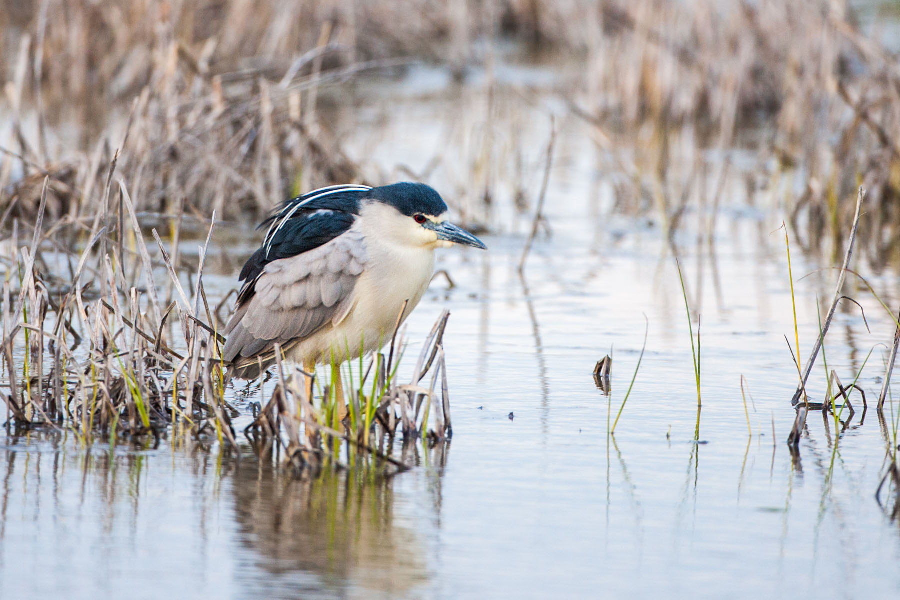 Black-crowned Night Heron, Quivira NWR, Kansas.  Click for next photo.