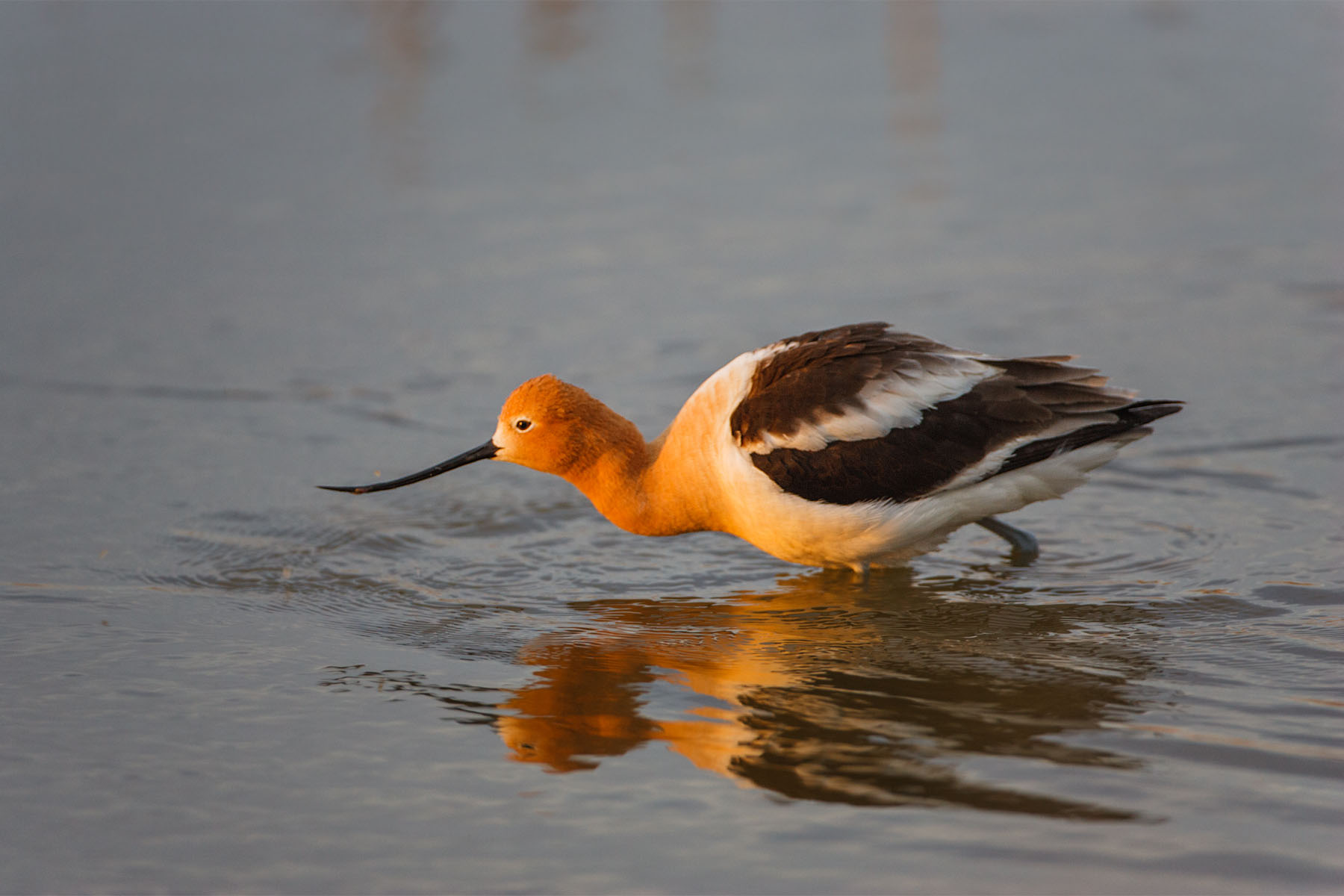 American Avocet, Quivira NWR, Kansas.  Click for next photo.