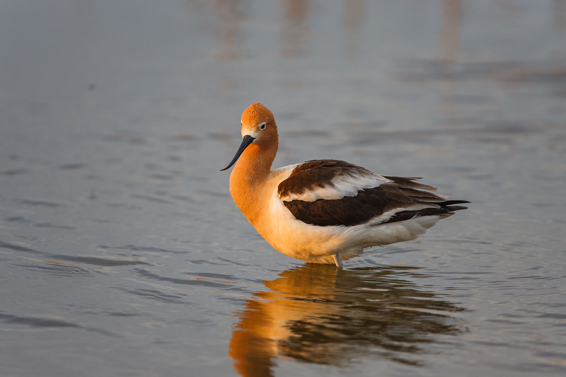 American Avocet, Quivira NWR, Kansas.  Click for next photo.