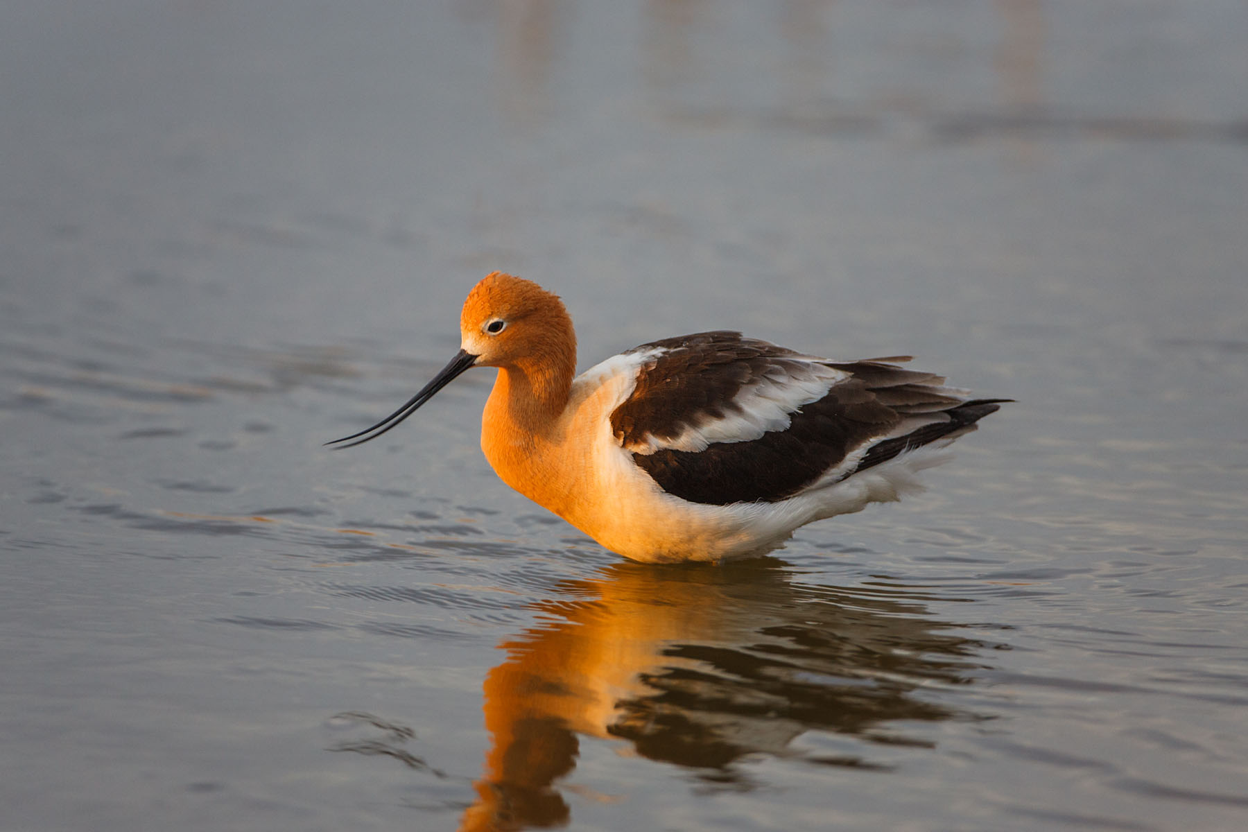 American Avocet, Quivira NWR, Kansas.  Click for next photo.