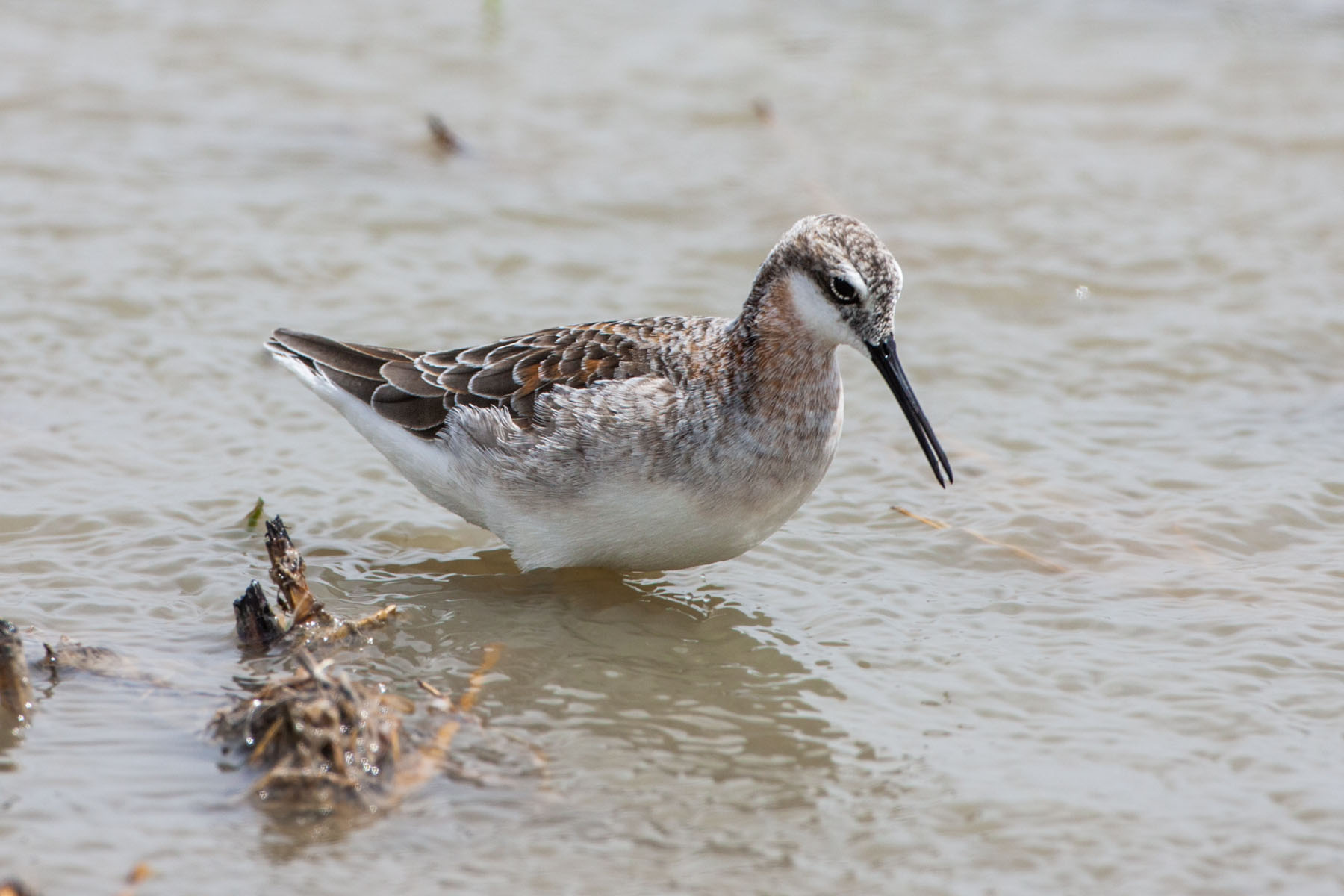 Wilsons Phalarope, Quivira NWR, Kansas.  Click for next photo.