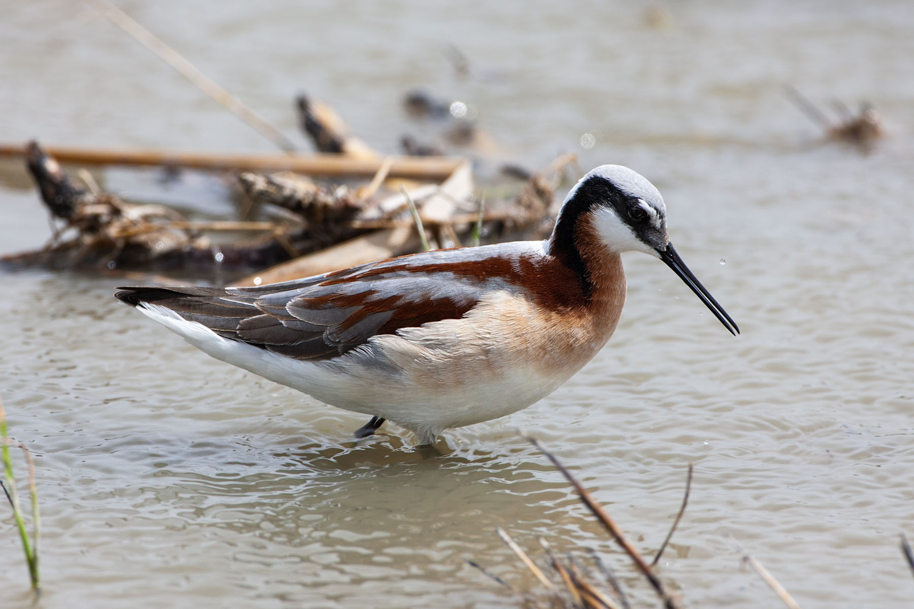 Wilsons Phalarope, Quivira NWR, Kansas.  Click for next photo.