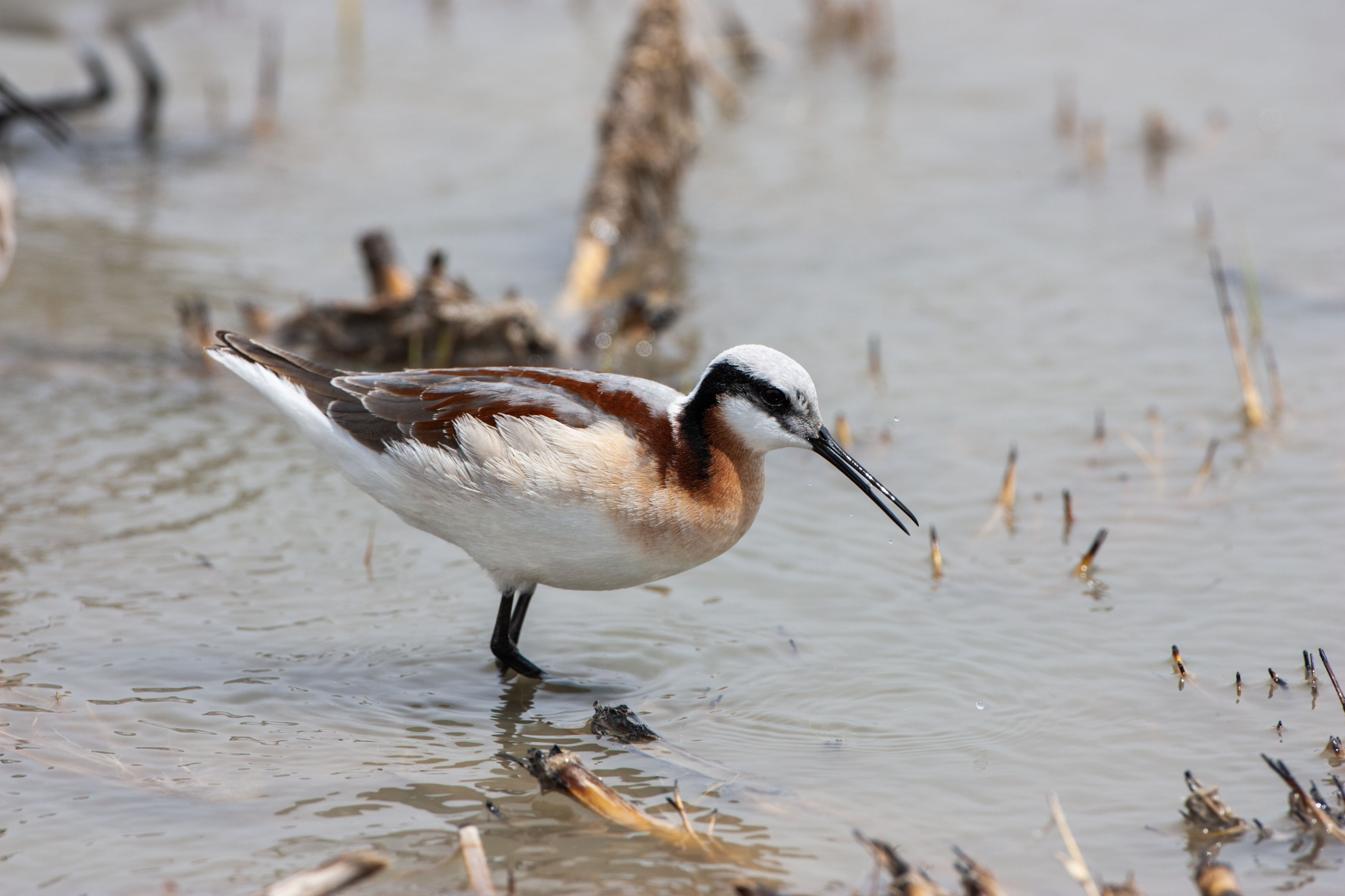 Wilsons Phalarope, Quivira NWR, Kansas.  Click for next photo.