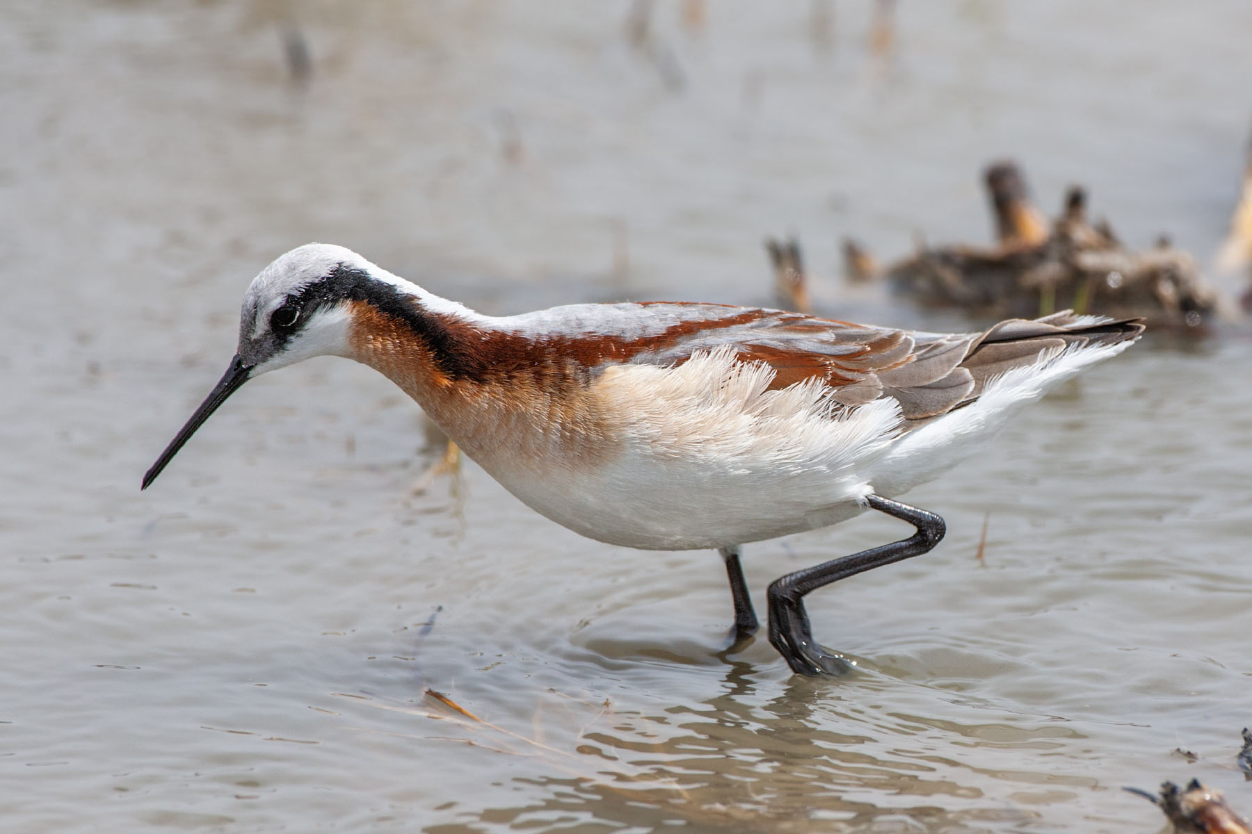 Wilsons Phalarope, Quivira NWR, Kansas.  Click for next photo.